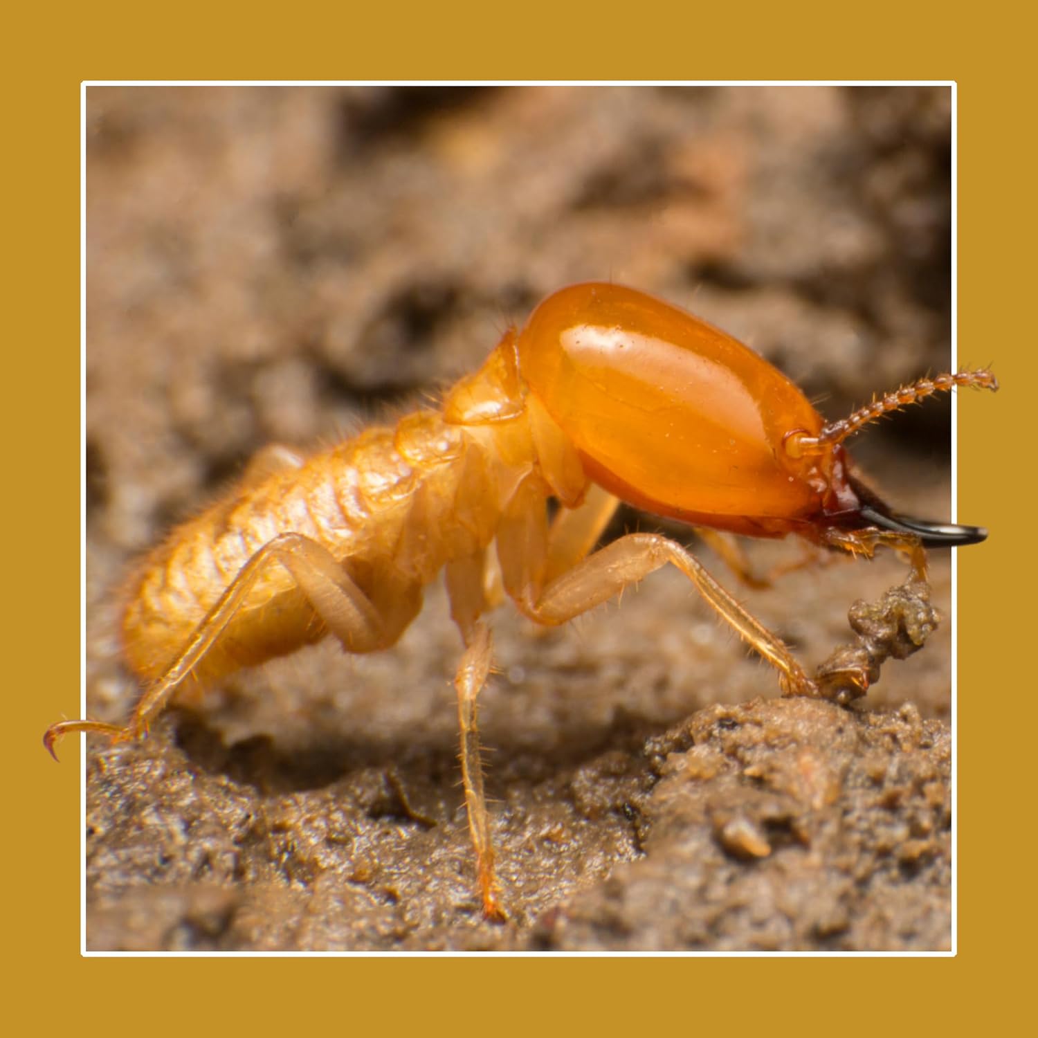 Soluguard Solución Anticarcoma - 500ml -Tratamiento contra la carcoma e insectos xilófagos como la termita y carcoma: Listo para Usar, Incoloro - 5