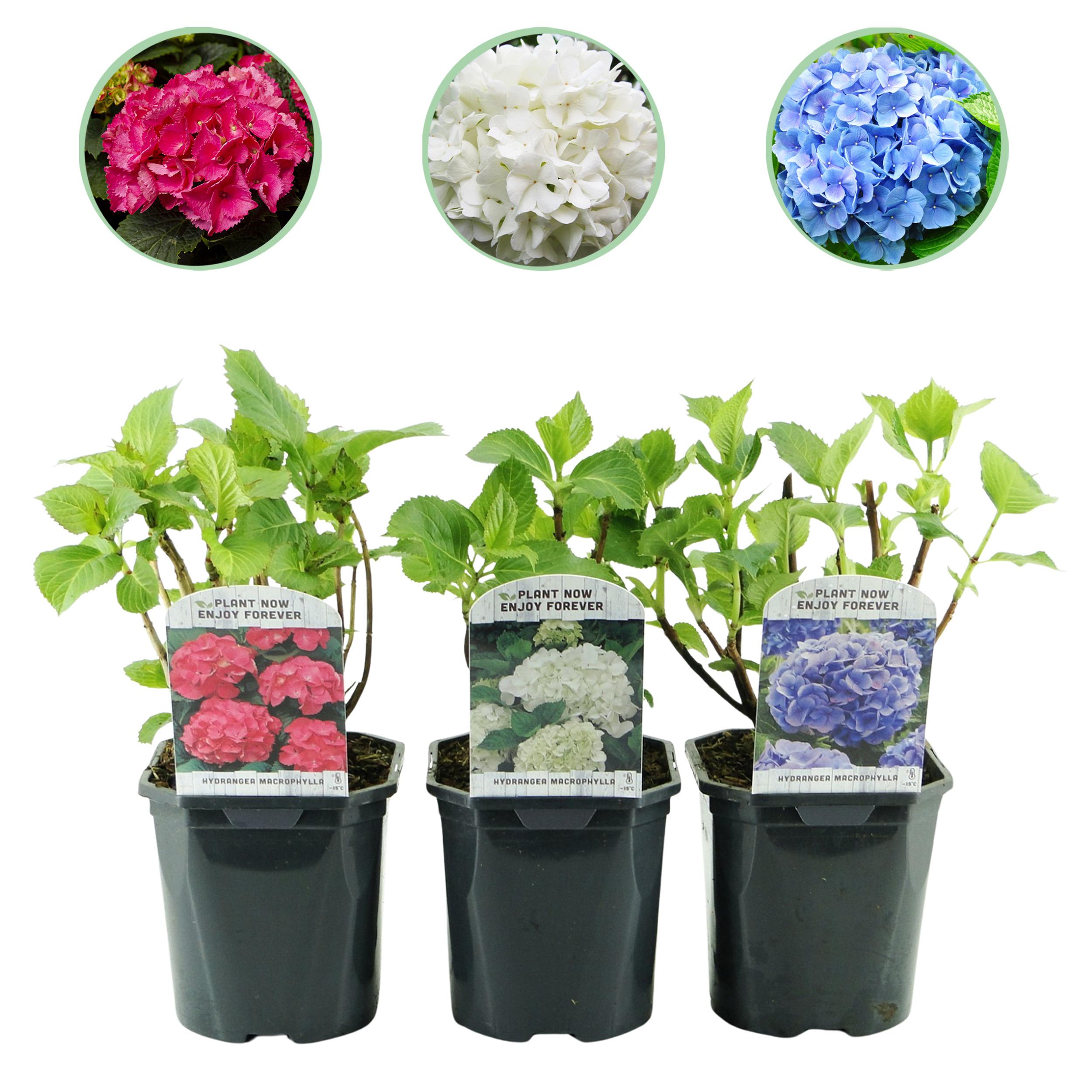 Green boutiQ – Hydrangea macrophylla Tricolor 30 cm – Hortensja, 3 rośliny,liściasta,niska pielęgnacja,kwiaty niebiesko-różowo-białe,doniczka 17 cm