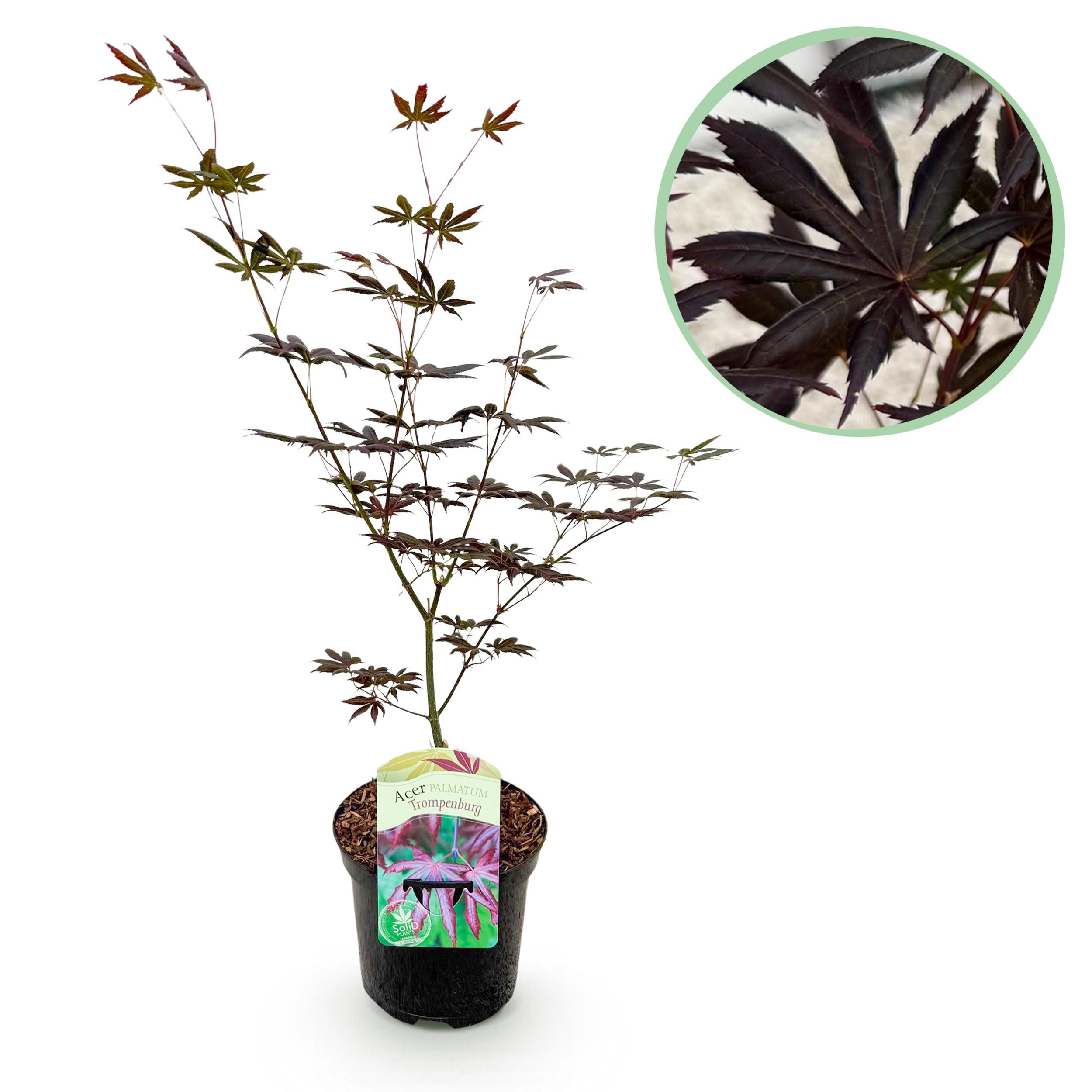 Klon Japoński Trompenburg – Acer palmatum – Ciemnopurpurowe liście – Donica 19 cm – Wys 70 cm