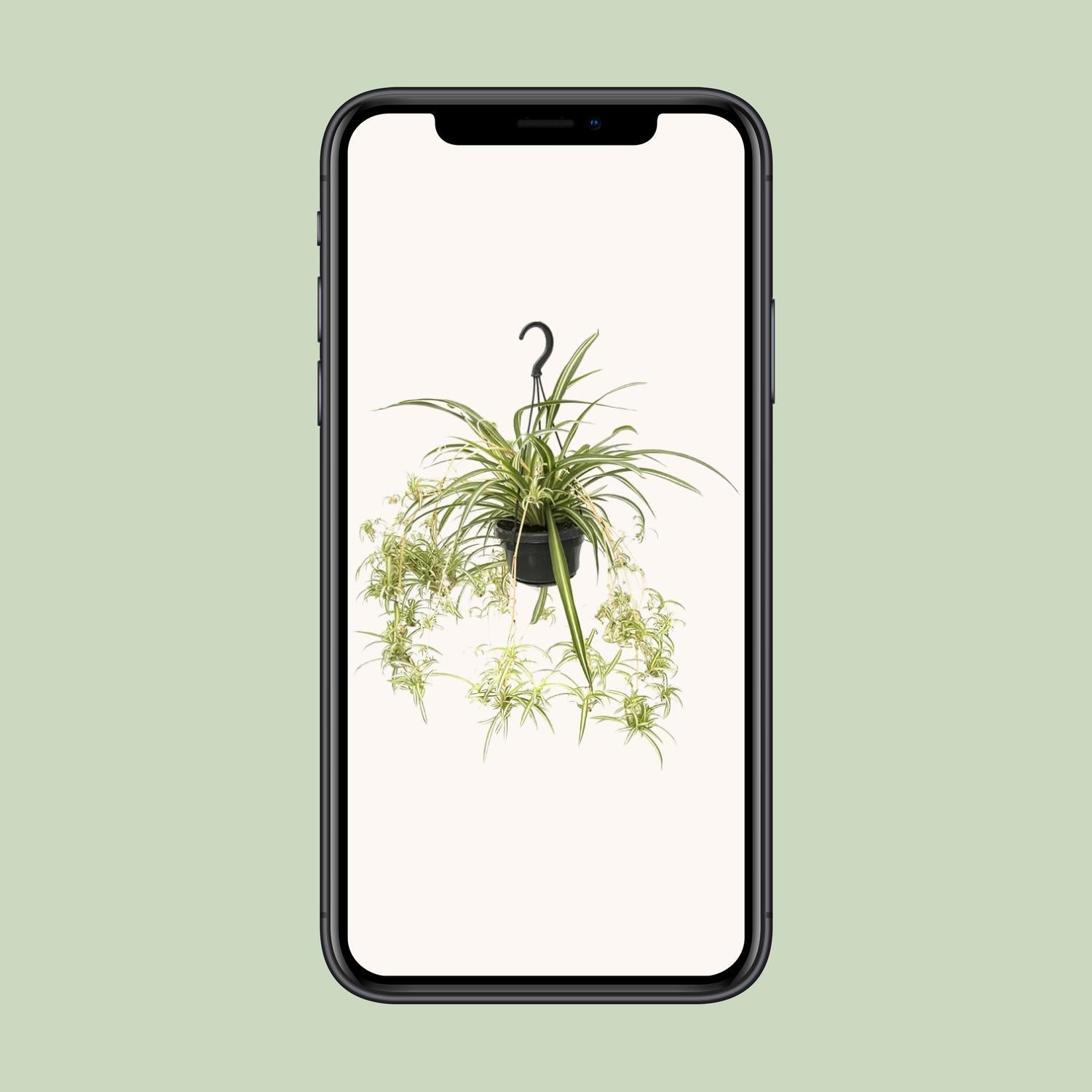 Chlorophytum Comosum Variegatum en pot Ø14cm hauteur 55cm – Plante araignée d’intérieur facile à entretenir et purifiant l’air - 7