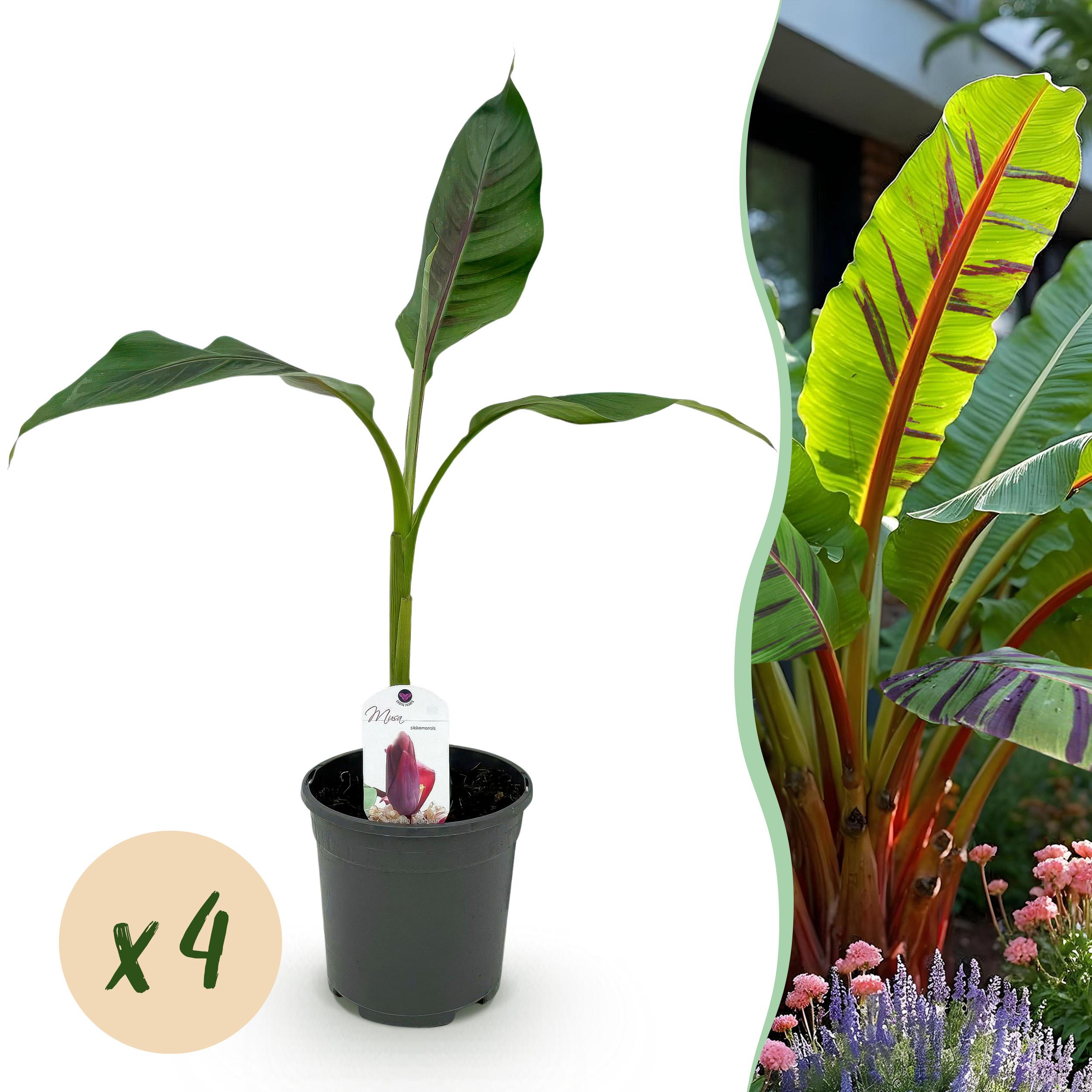 Green boutiQ Bananowiec ozdobny Musa sikkimensis Red Tiger mrozoodporny – 4 rośliny – Doniczka 17 cm – Wys 40 cm