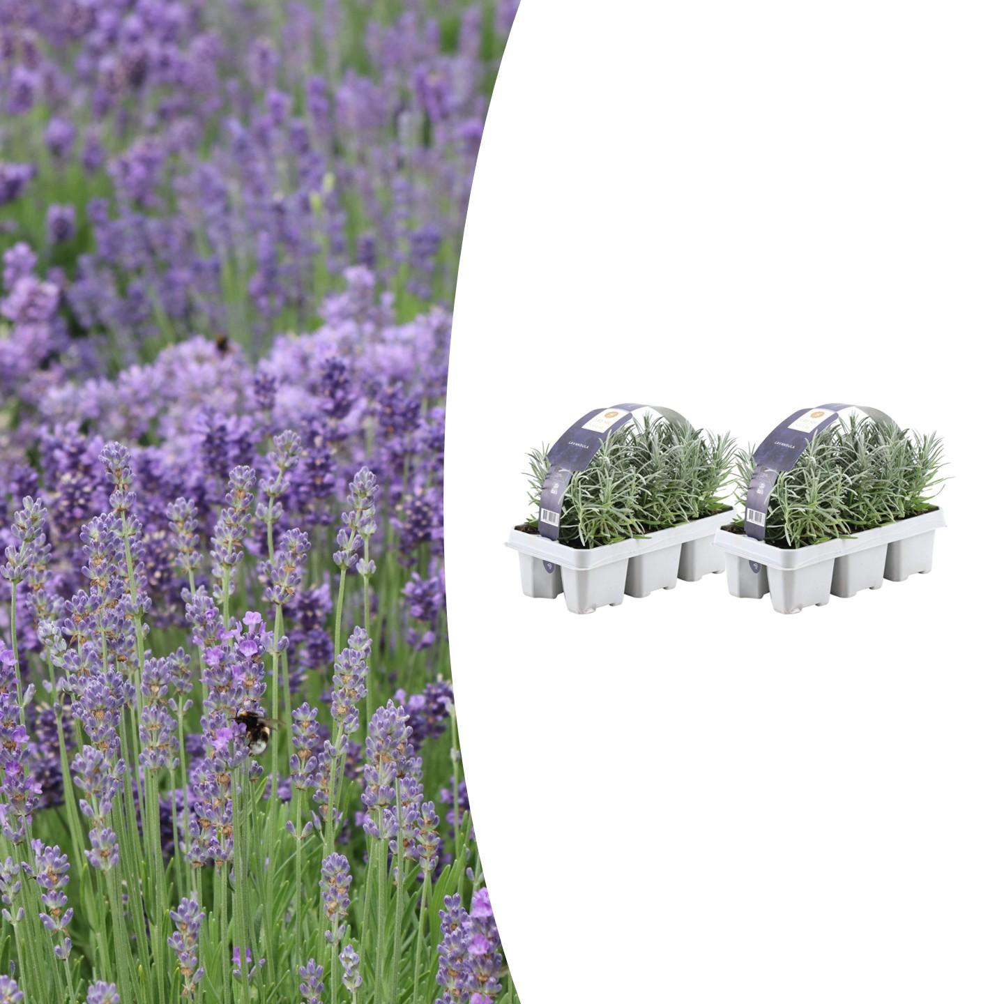 Set Van 6 - Lavandula Angustifolia - Lavendel Plant - Tuinplanten - 15-20 Cm Hoog - Kluit 7 Cm