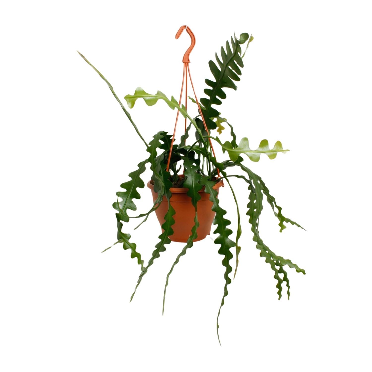 Epiphyllum Anguliger - Kaktus Pnący do Wnętrz - Ø17cm - Wysokość 35cm