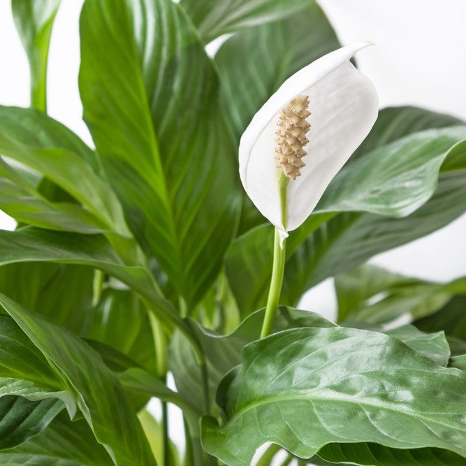 Lot de 2 - Spathiphyllum - Lys de la paix - Plante d’intérieur - H. 60-80 cm - P. 17 cm - 3
