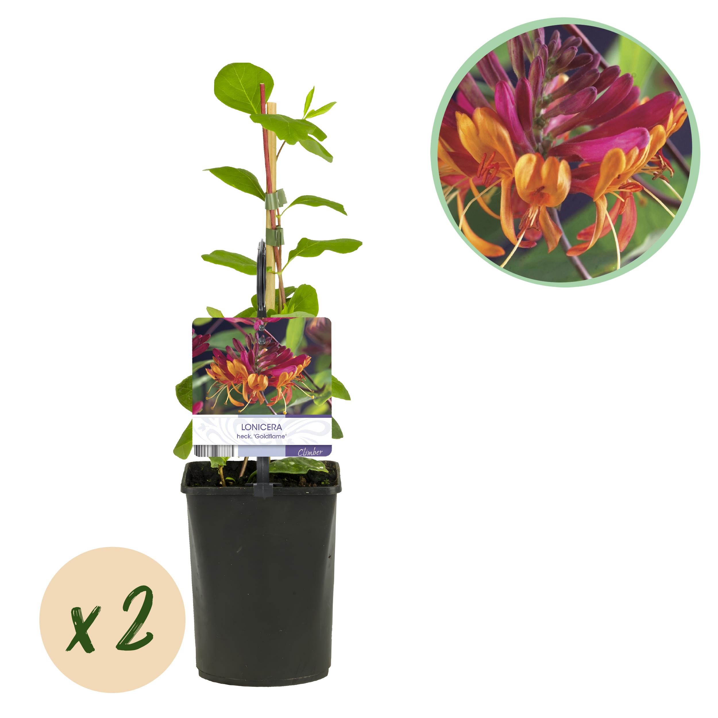 Green boutiQ – Wiciokrzew Lonicera heckrottii Goldflame – Kwiaty różowe i żółte – 2 rośliny – Niska pielęgnacja – Doniczka 11 cm – Wys 40 cm