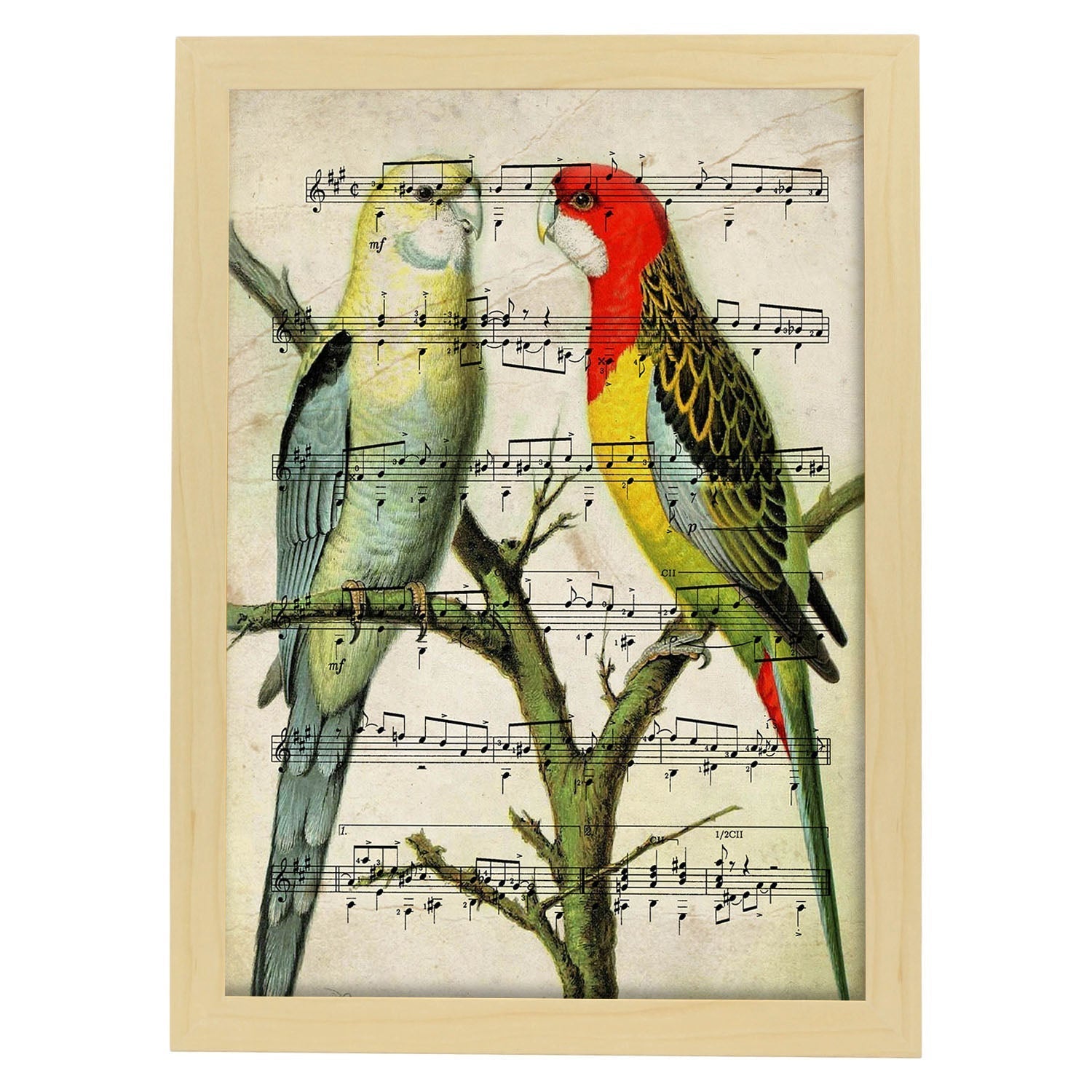 Poster Di Uccelli. Foglio Faisan D'oro Con Punteggi. Dipinti Di Pajaritos Con Punteggi Musicali 88988048