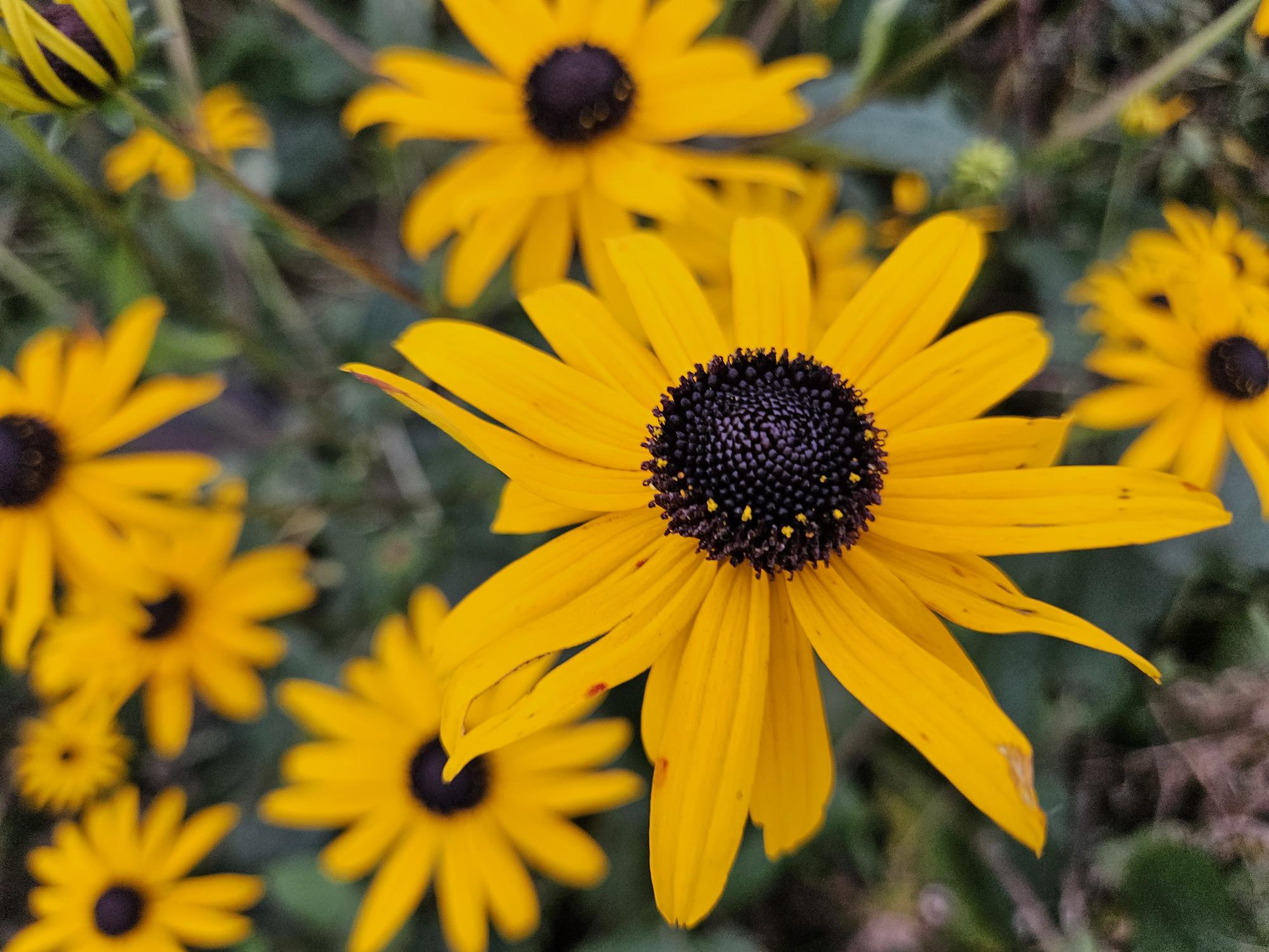 24x Plante Rudbeckia fulgida 'Goldsturm' - ↕10-25cm (hauteur) - Ø9cm (diamètre)– ComfortXL Green - 6
