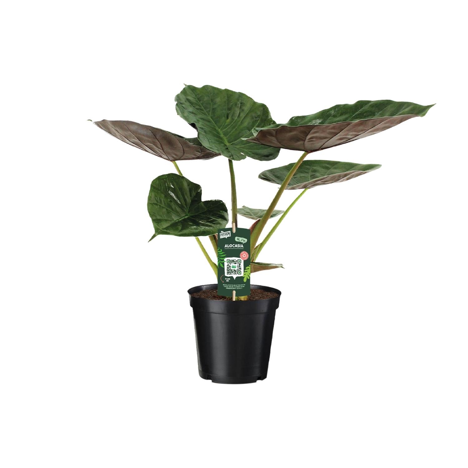 Alocasia Wentii - Roślina tropikalna doniczkowa - Ucho słonia - Doniczka Ø19 cm - Wys. 70 cm