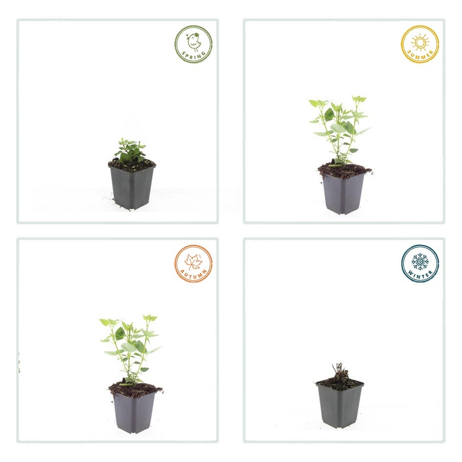 24x Plante Agastache 'Blue Fortune' - ↕10-25cm (hauteur) - Ø9cm (diamètre)– ComfortXL Green - 6