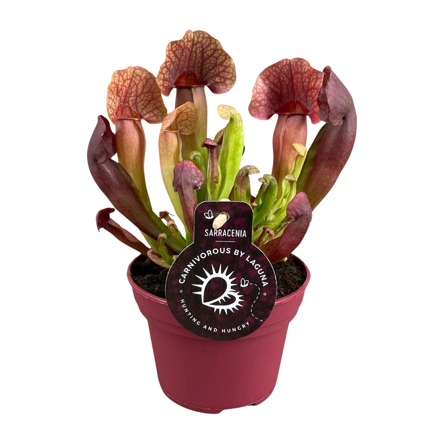 Sarracenia Catesbaei - Roślina mięsożerna Pitcher - Doniczka Ø12cm - Wysokość 23cm