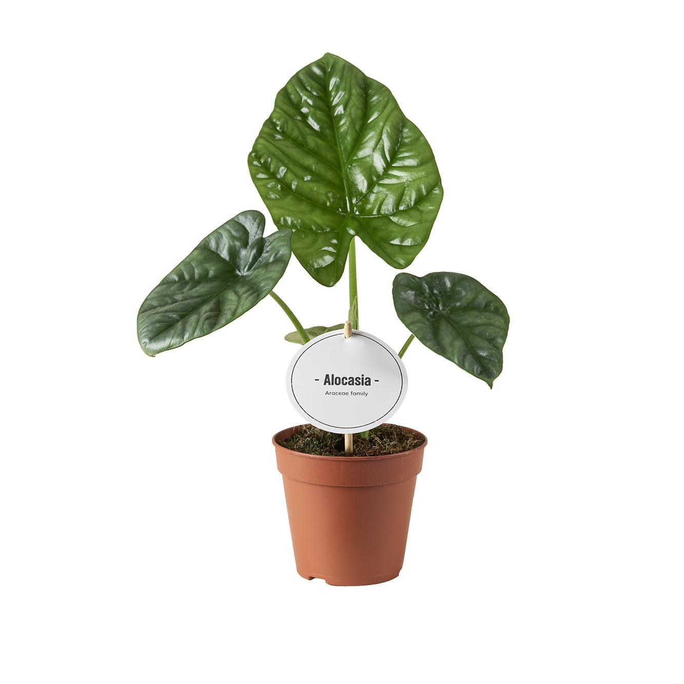 Alocasia Lukiwan elegancka roślina doniczkowa 12cm 20cm egzotyczne liście
