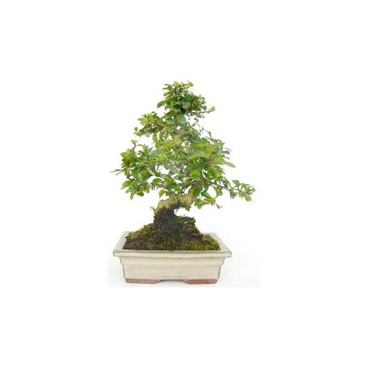 Bonsai di Carmona Microphylla descrizione, coltivazione, potature, legature dell Bonsai di Carmona Microphylla descrizione, coltivazione, potature, legature dell