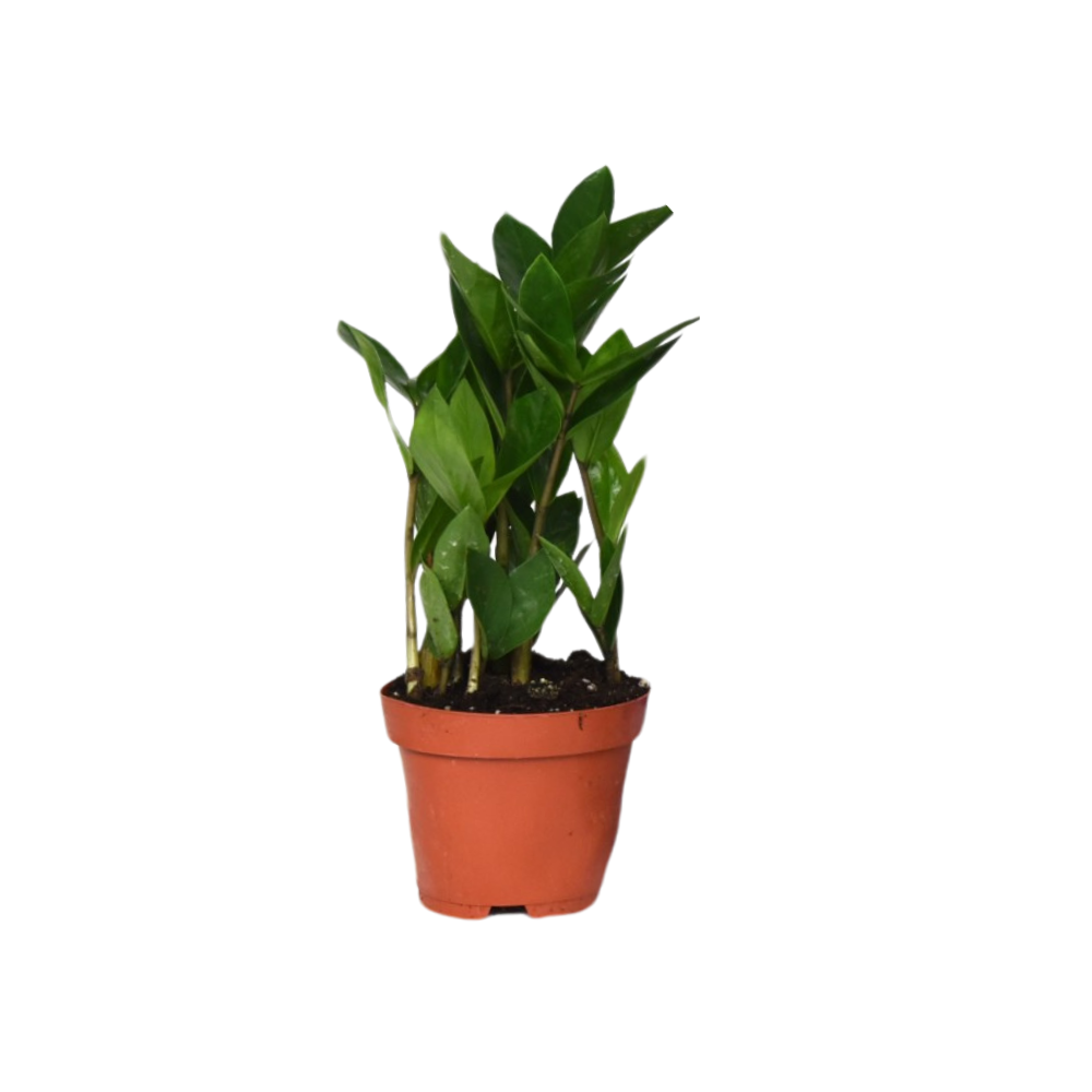 Zamioculcas 35 - Roślina ZZ 12cm, ciemnozielone błyszczące liście, łatwa w pielęgnacji, odporna roślina doniczkowa