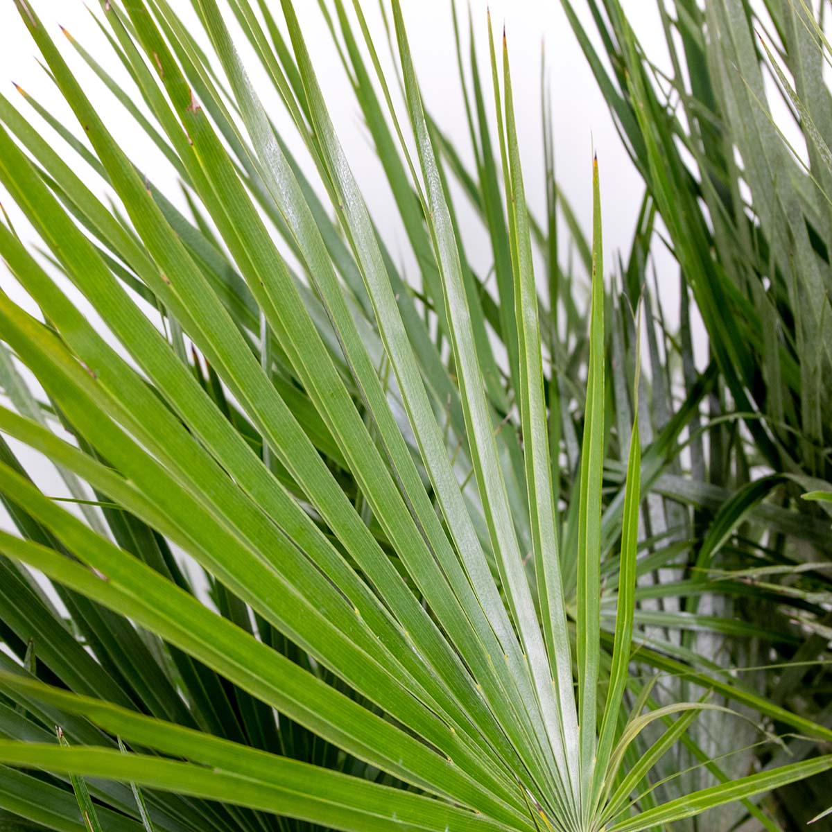Lot de 2 - Chamaerops Humilis - Palmier nain européen - Palmier rustique - H. 70-80 cm - P. 21 cm - 4