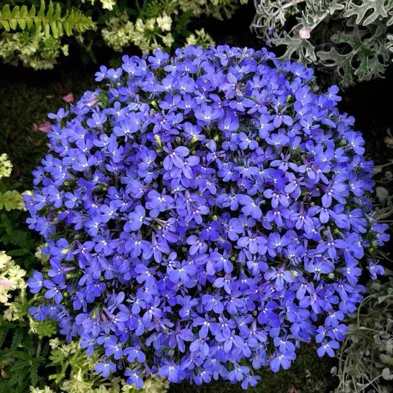 8000 graines de lobélia, faciles à cultiver, Graines de fleurs avec engrais, Graines de couvre-sol de fleurs sauvages, pour balcons, pots et bordures - 7