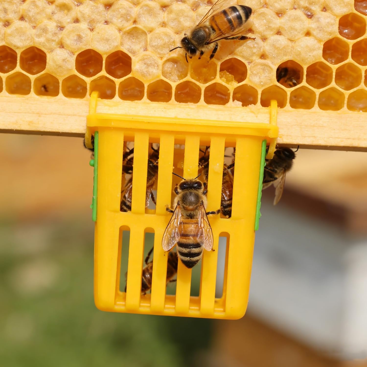 50 Cages en Plastique pour Élevage et Transport de Reines D'abeilles Ventilation Innovante, Boîte à Reines Légère et Portable pour Apiculture, Outil E - 4