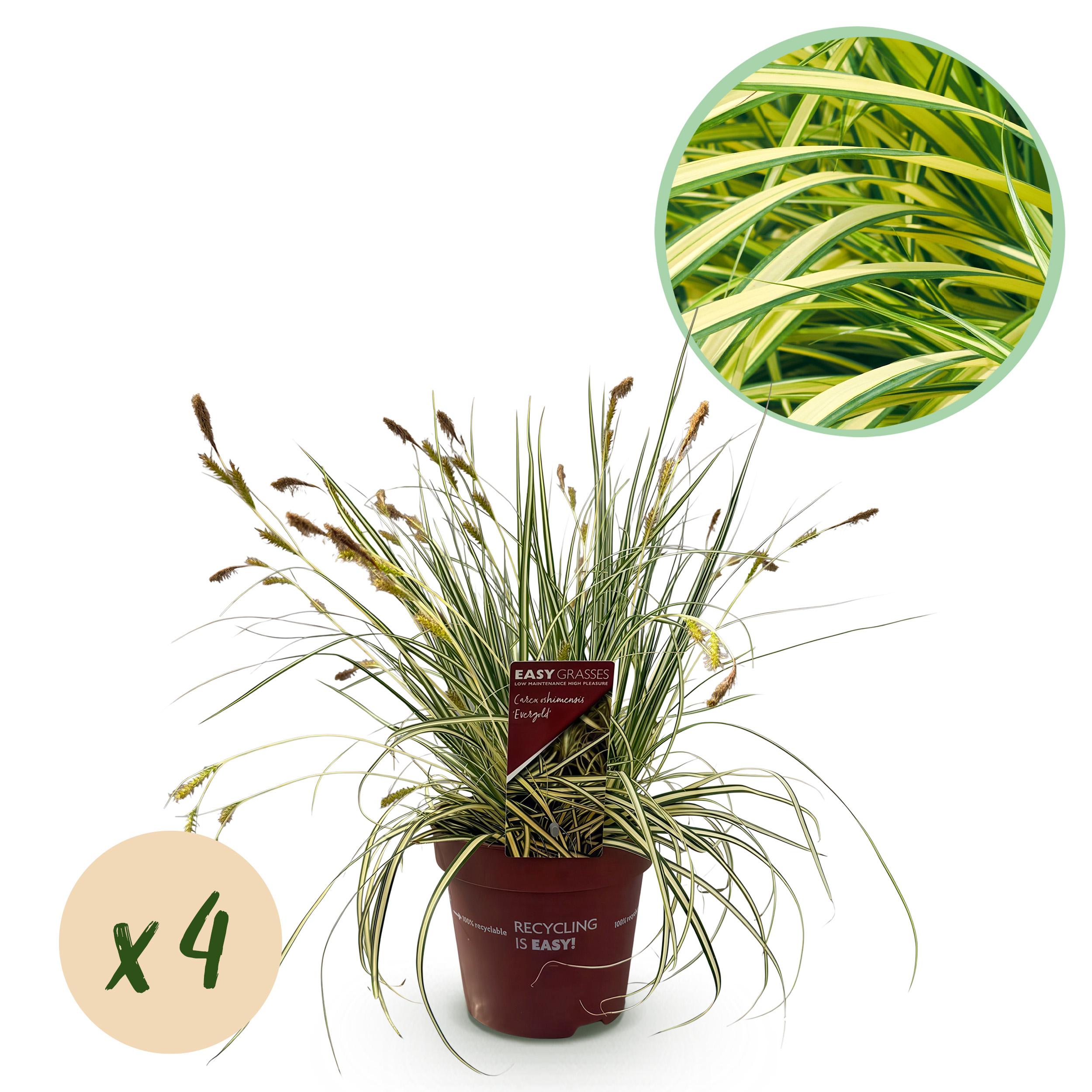 Carex oshimensis Evergold – 4 rośliny – Zimozielona – Żółto &amp; Zielona – Niska pielęgnacja – Doniczka 17 cm – 50 cm