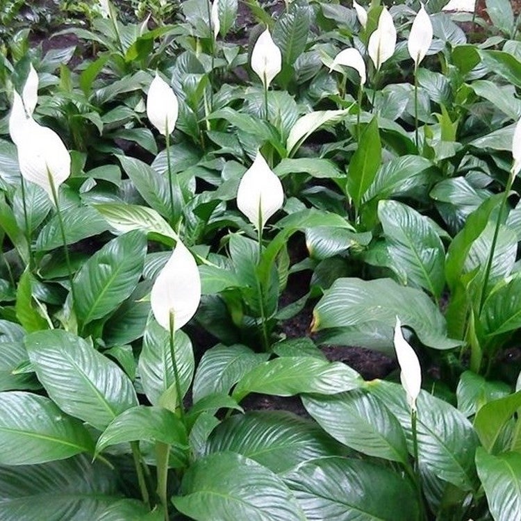 CONCIME in FIALETTA NUTRE GIUSTO piante verdi interno appartamento Cycas FLORTIS - 3