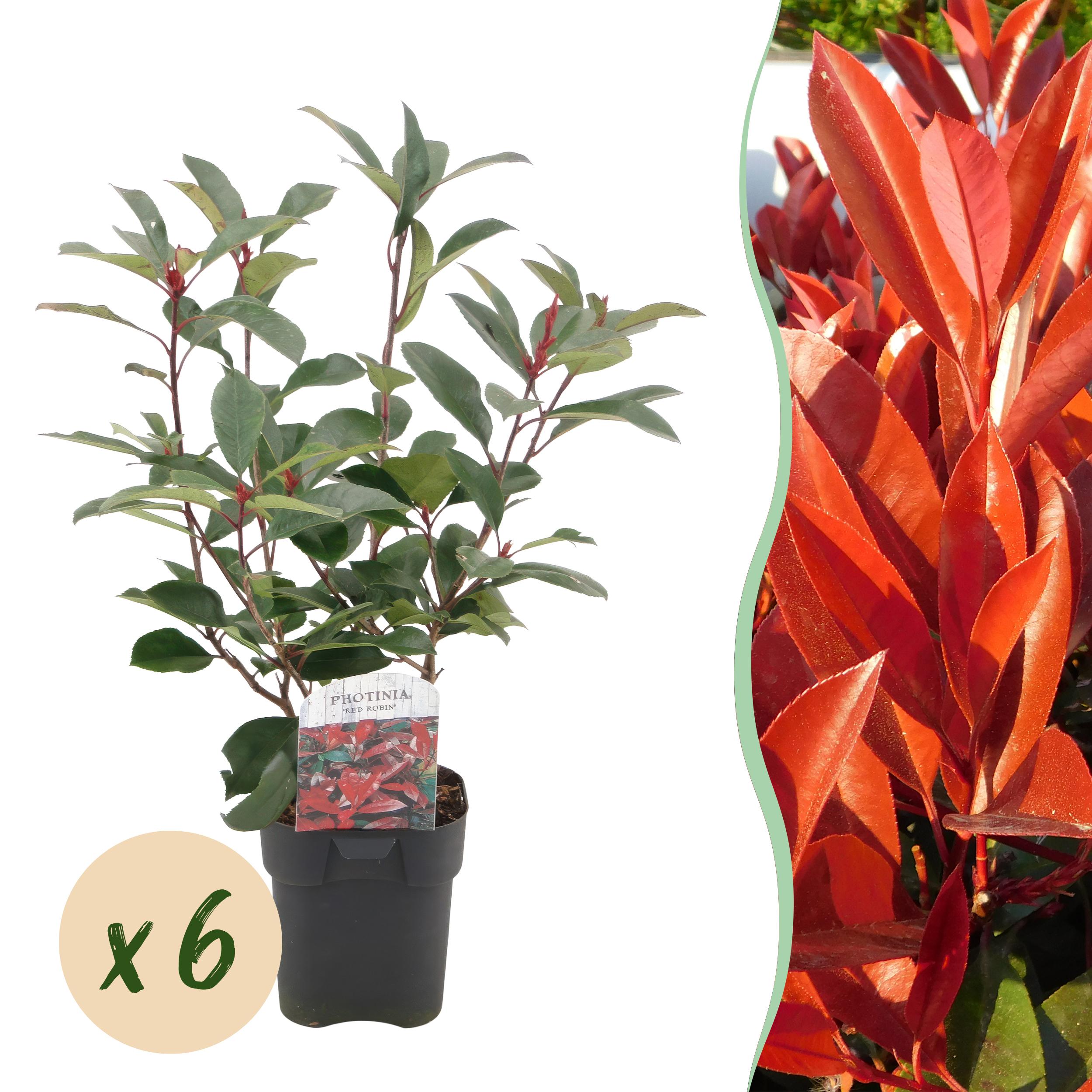 Green boutiQ – Żywopłot Photinia fraseri Red Robin – 6 roślin – 1 metr bieżący – Zimozielony – Doniczka 17 cm – Wys 50 cm