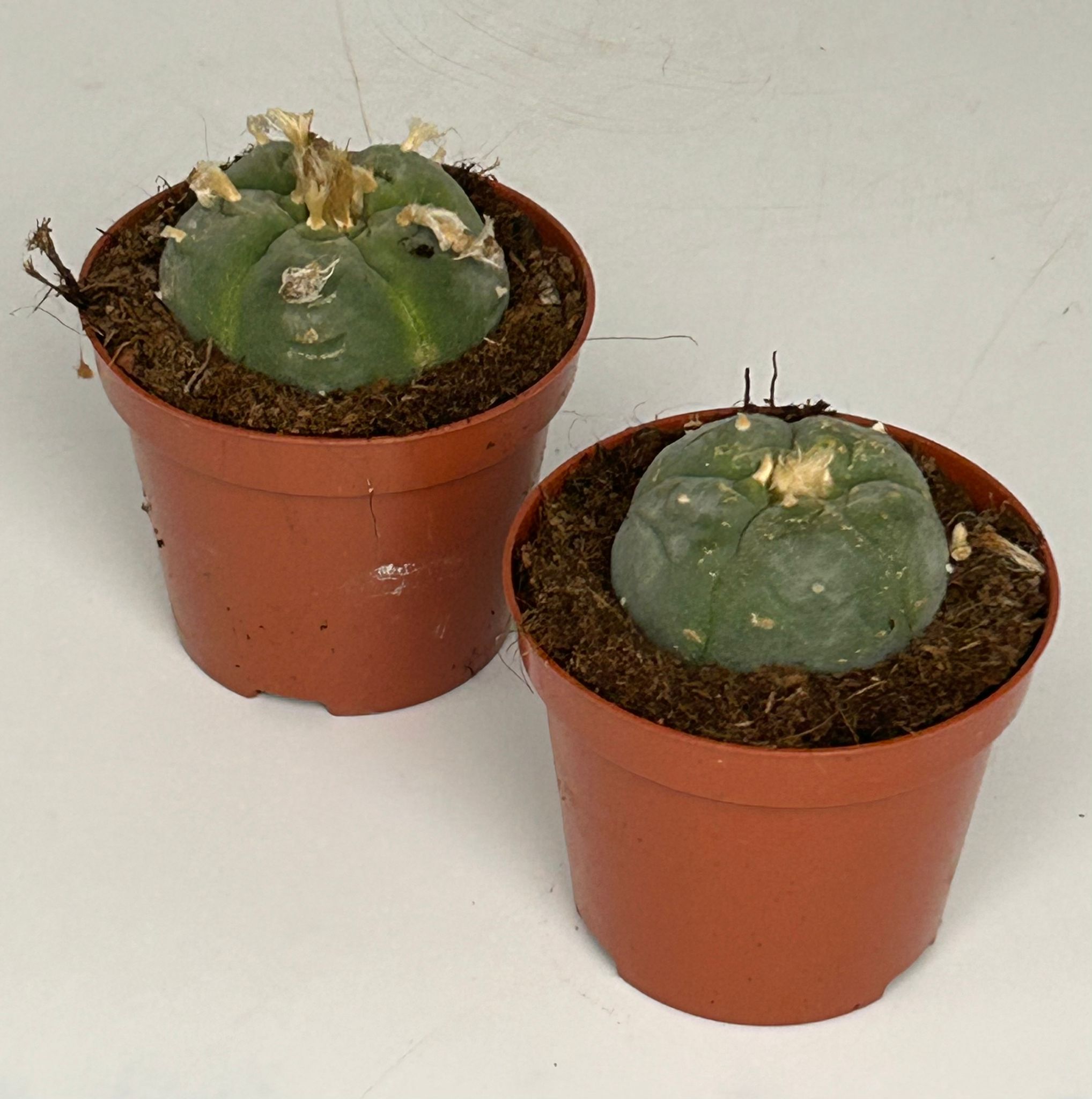 Lophophora williamsii - Peyote - Cactus peyotl - fioritura, vaso da 8,5 cm - 3