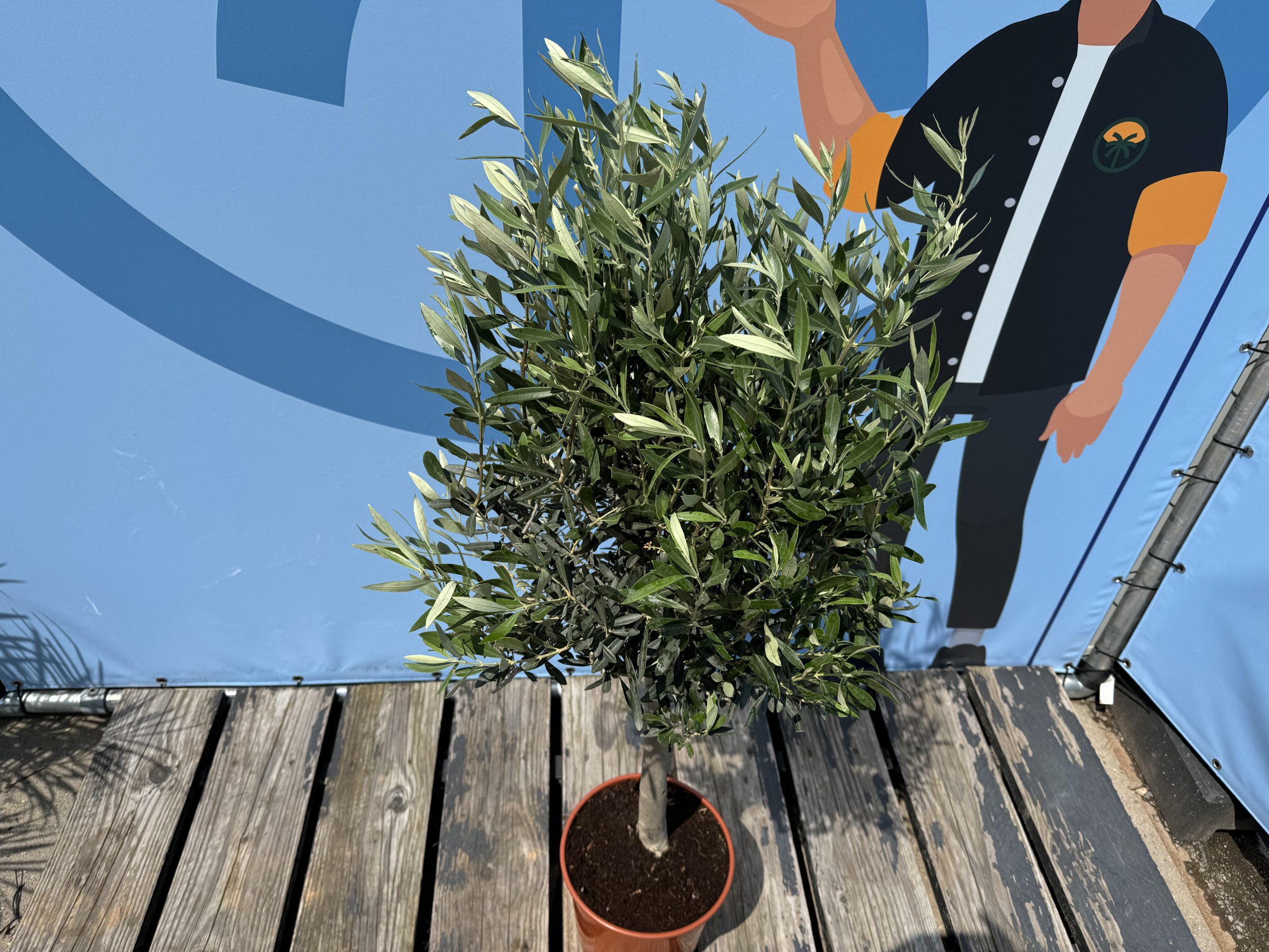 Olivier méditerranéen Olea europaea 100 cm – Résistant au gel jusqu’à -18 °C – Ambiance méditerranéenne pour le jardin et la terrasse – 10 ans - 6