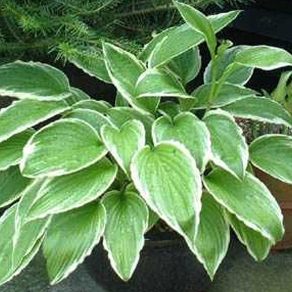6 x Hosta crispula - Hosta crispula - godet 9x9 cm | Leroy Merlin