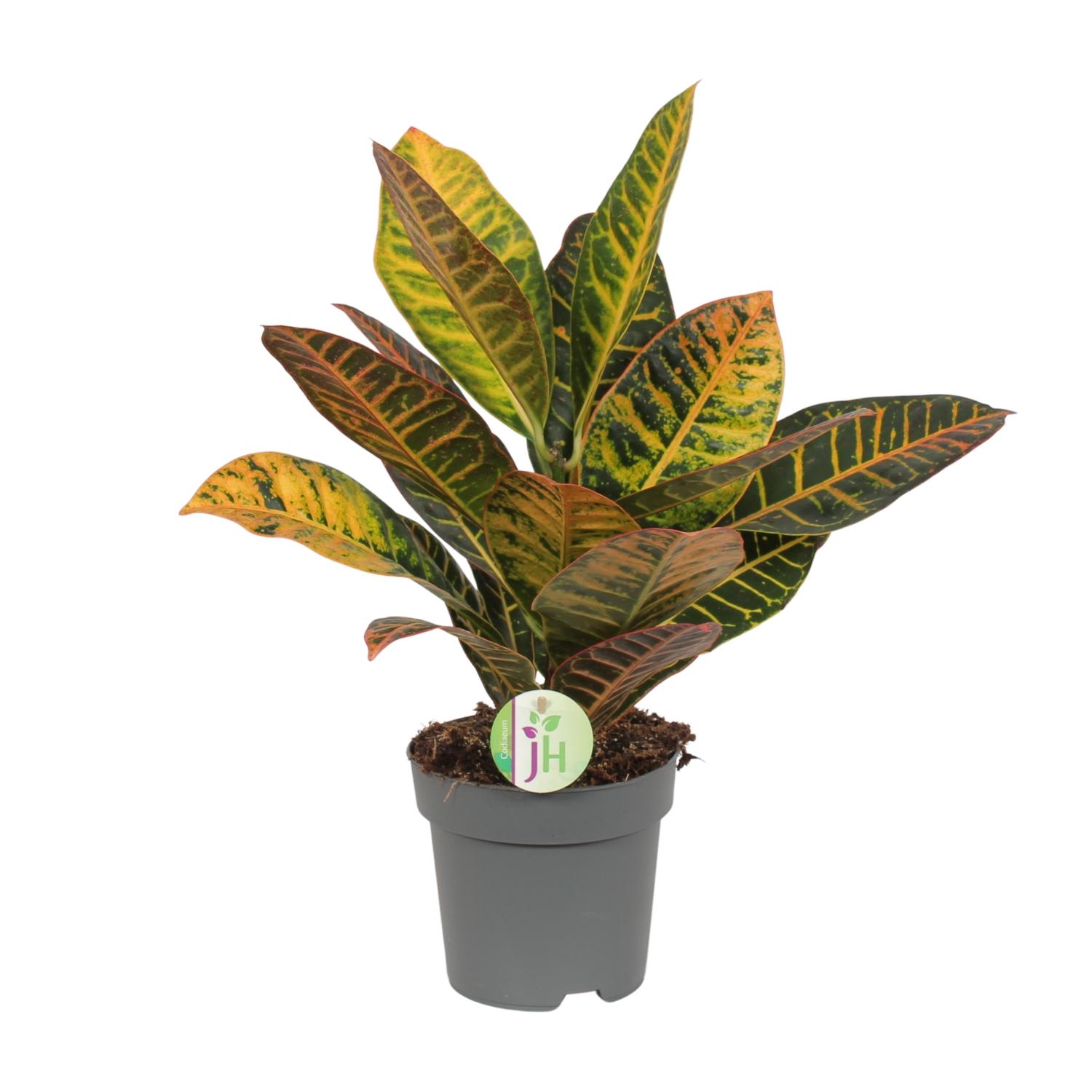 Codiaeum Petra - Croton - Doniczka 17cm - Wysokość 45cm