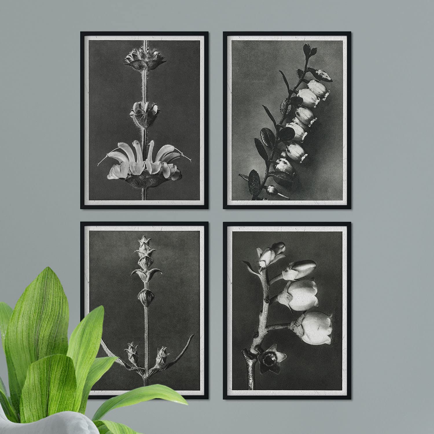 Pack de láminas flores largas. pósteres con ilustraciones de flores y plantas en tonos grises. sin marco - a3