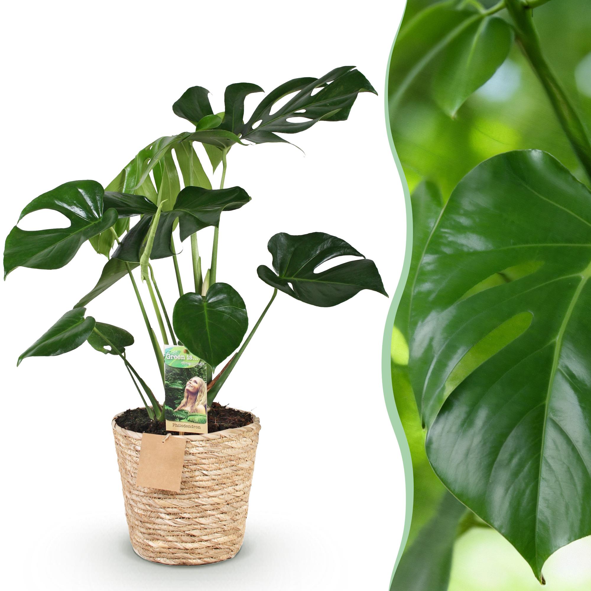 ligustrum plant Topiary Ligustrum – Panhandle Palm & Rock
