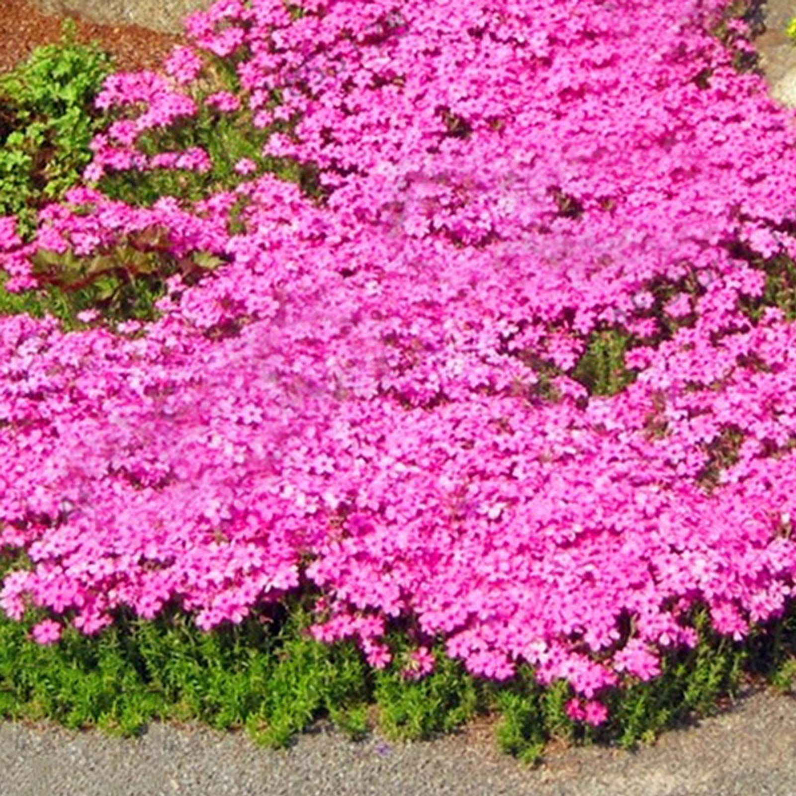 Couvre-sol pour jardin extérieur, graines de fleurs sauvages couvre-sol, 4&nbsp;000 graines, six fois plus de bienfaits bleus + engrais - 6