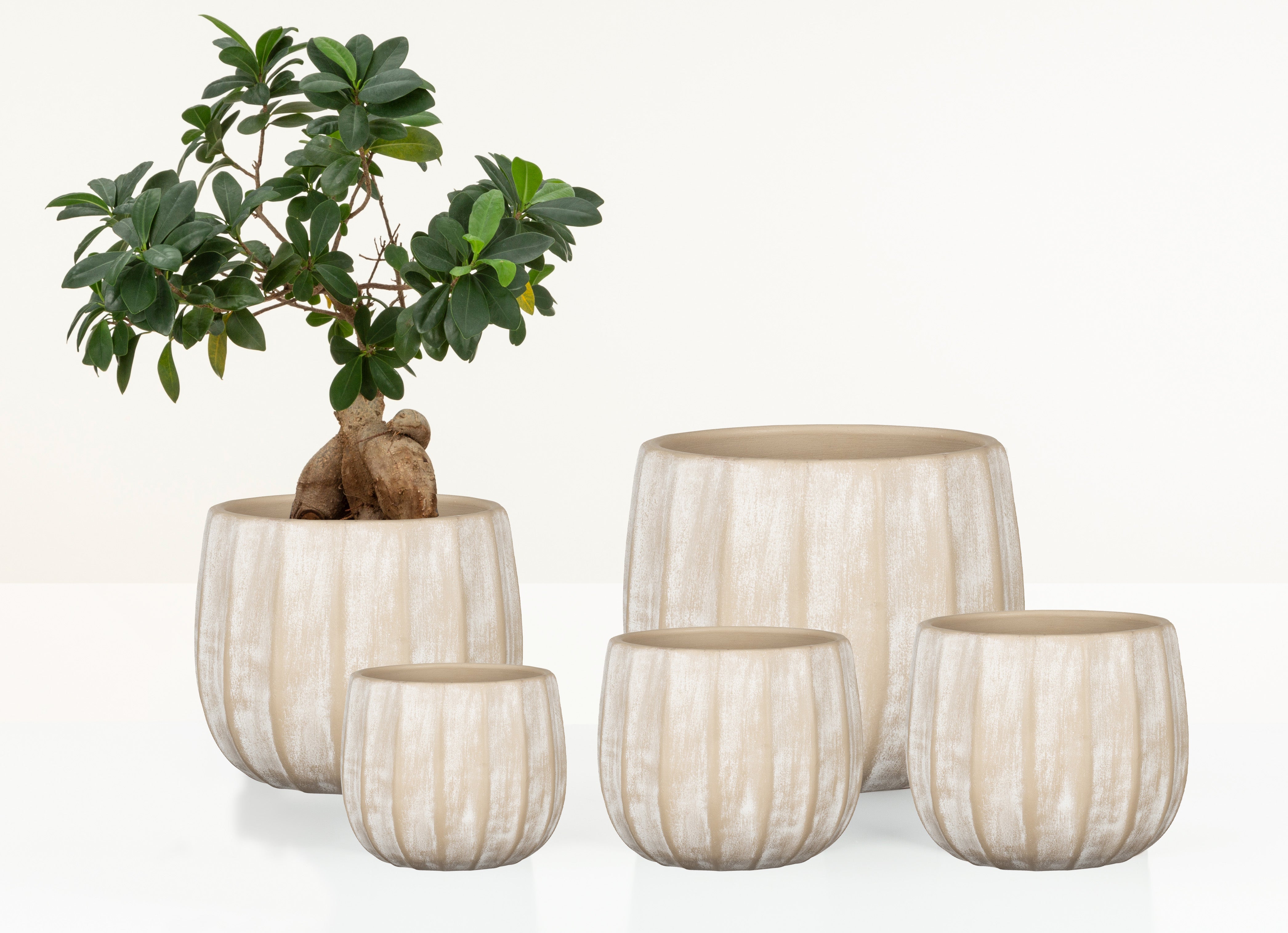 Scheurich Runa, pot de fleurs en céramique, couleur: Washed Cream, 22,57 cm de diamètre, 19,5 cm de hauteur, 13 l de vol. - 4