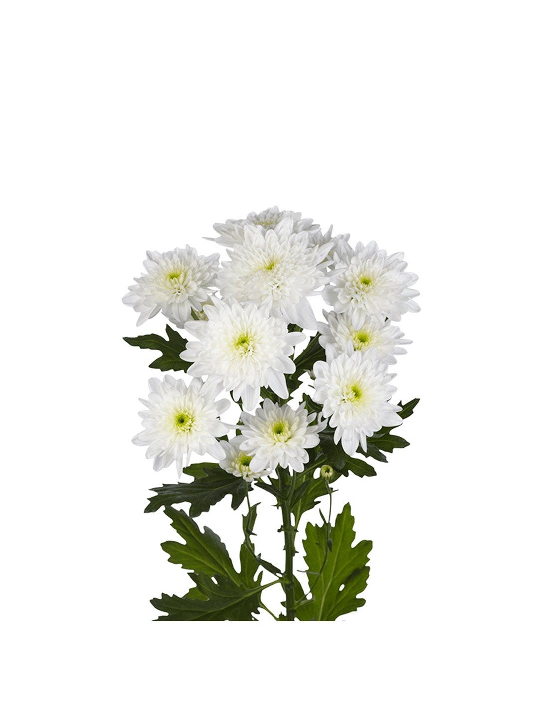 Crisantemo Ramo Margarita Crisantemo | Flor Natural | Crisantemo Euro | Ramo de 5 ...