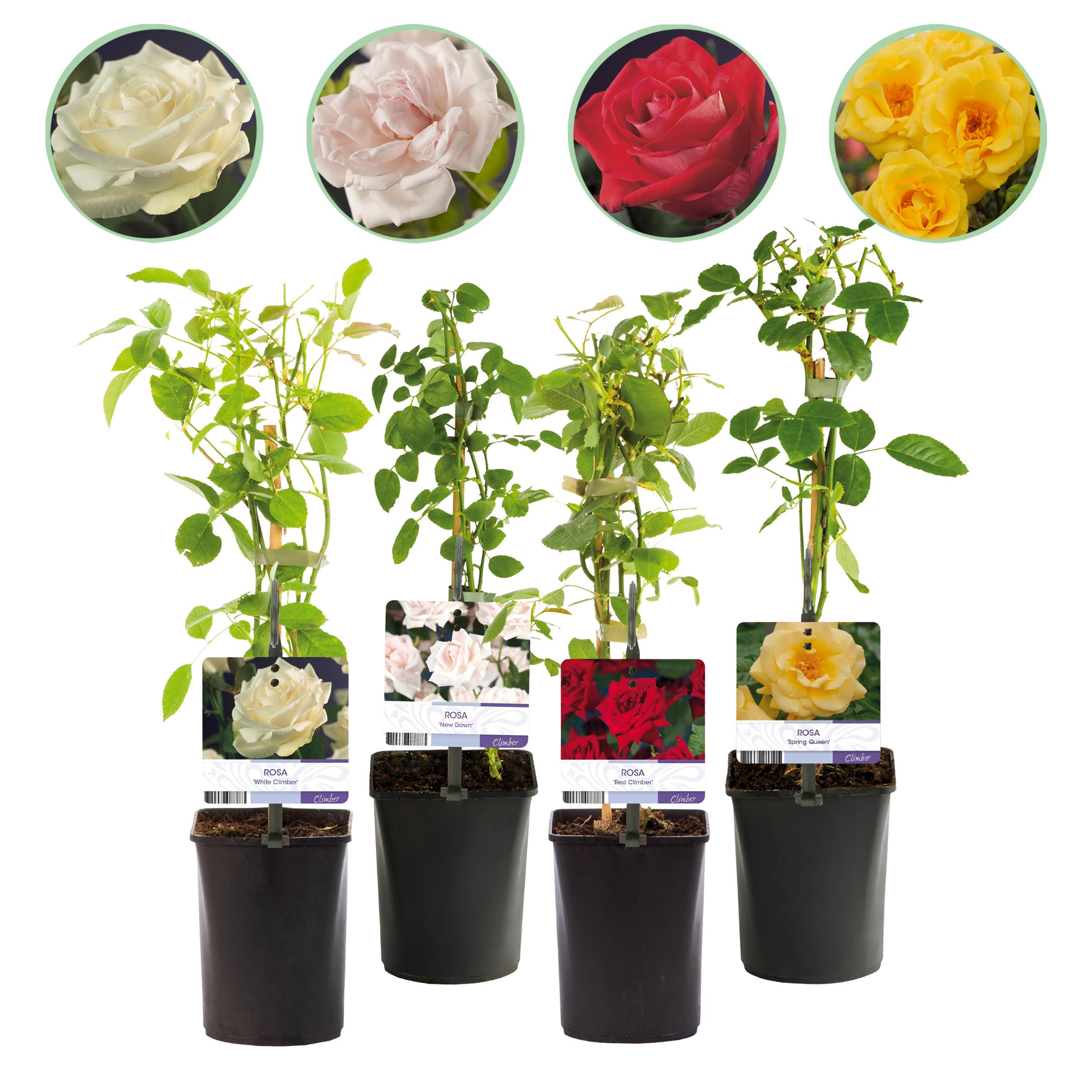 Green boutiQ – Róża Pnąca Rosa Rainbow – 4 rośliny – Kwiaty wielokolorowe – Niska pielęgnacja – Doniczka 11 cm – Wys 40 cm