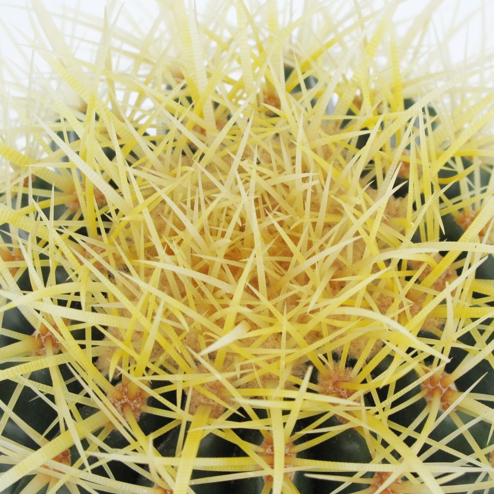 Cuscino Peluche Cactus Tittaty - Verde, 40 Cm, Decorazione Casa 3D