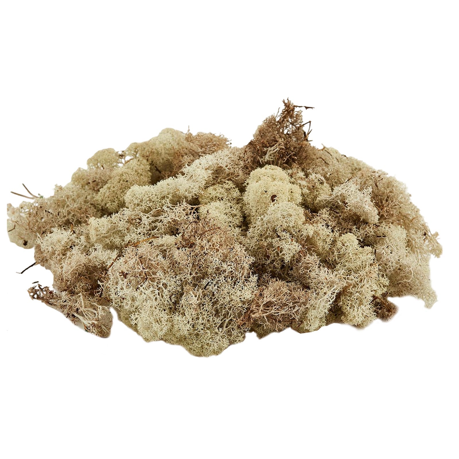 Lichen Des Rennes Stabilisé Blanchi - 120g, Provenance Islande - Décoration Naturelle Naturosphère