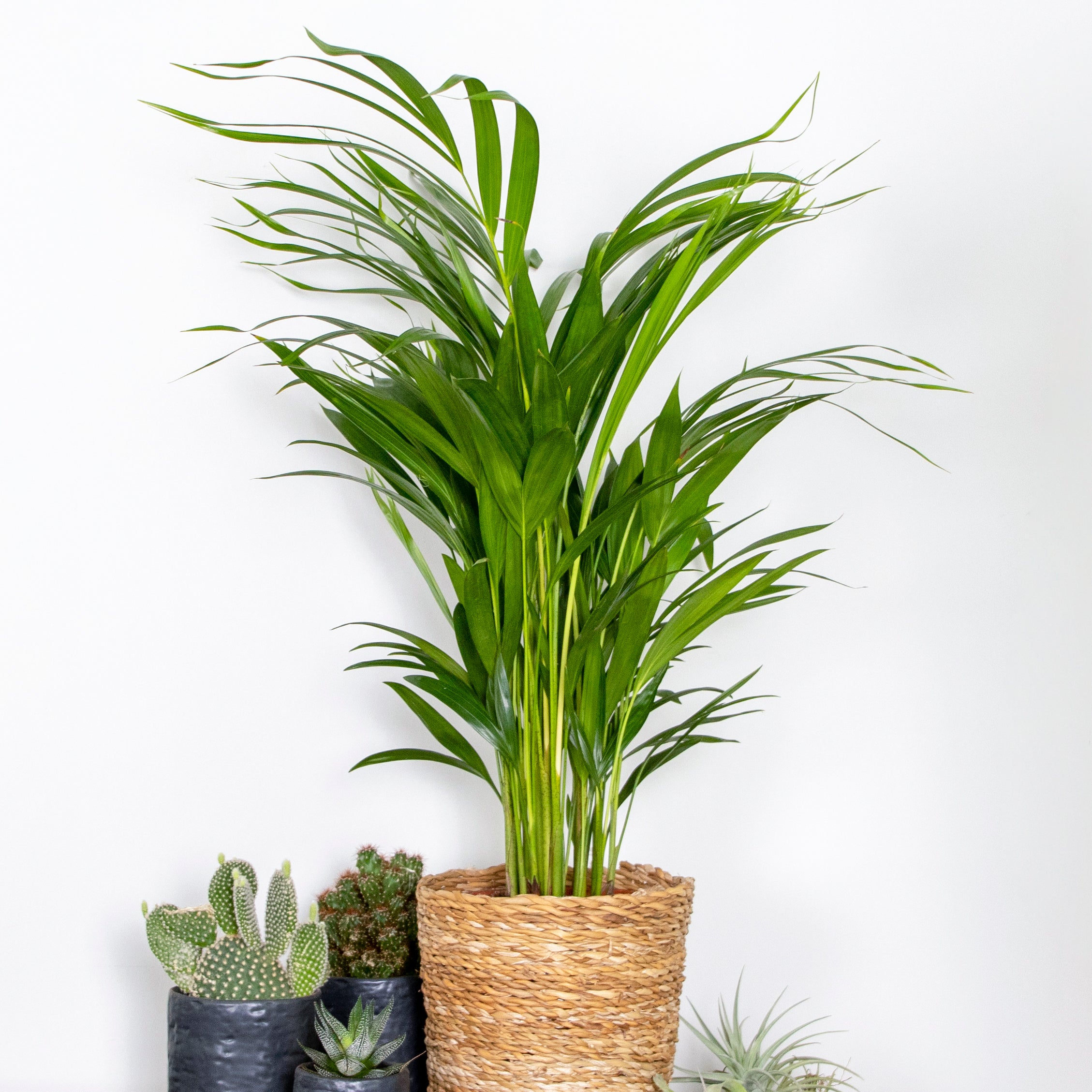 Dypsis Lutescens - Palmier Areca - Plantes d’intérieur - Dépolluante - H. 60-70 cm - P. 17 cm - 2