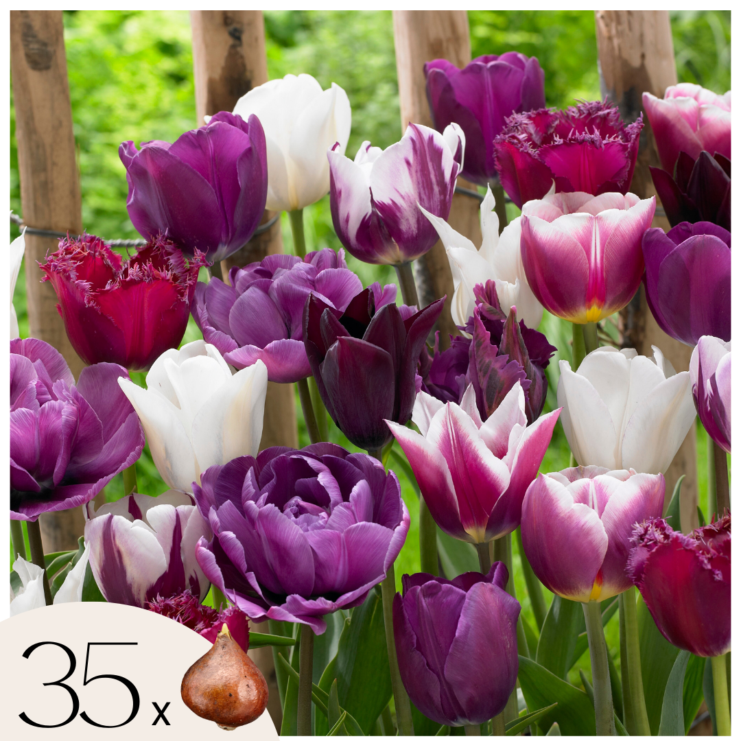 7 Bulbi Di Tulipani Deep Purple Rock - Tulipano Viola Trionfo, Calibro 11/12 Cm, Fioritura Aprile - Per Aiuole E Vasi, Spediti Da Italia