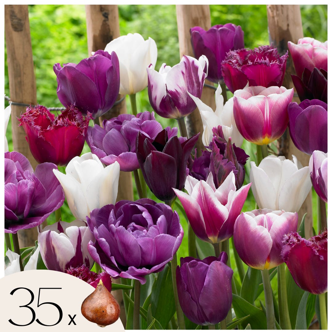 7 Bulbi Di Tulipani Deep Purple Rock - Tulipano Viola Trionfo, Calibro 11/12 Cm, Fioritura Aprile - Per Aiuole E Vasi, Spediti Da Italia