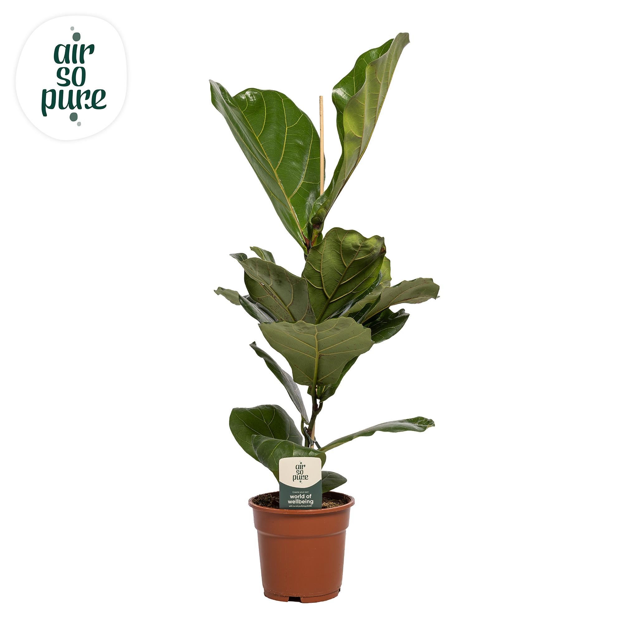 Ficus Lyrata roślina doniczkowa Ø17cm wysokość 60cm, łatwa w pielęgnacji, ozdobne zielone liście