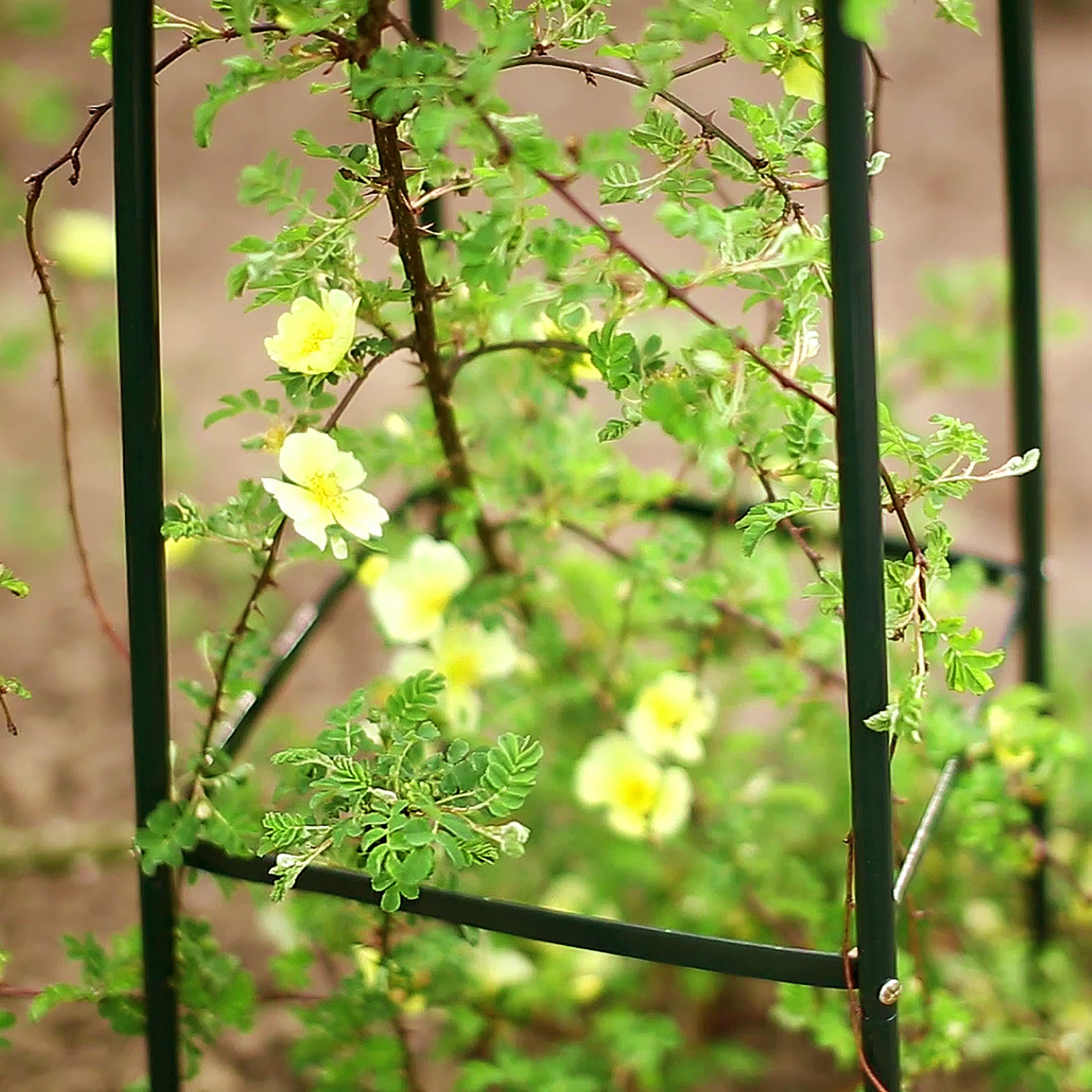 Obélisques de jardin métalliques pointus, lot de 2, 192 x 35 x 35 cm, tuteurs verts sur pied pour rosiers et plantes grimpantes, Relaxdays - 3