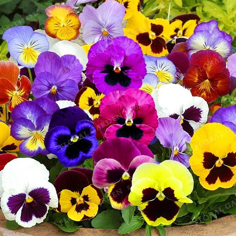1000 graines de pensées mélangées, graines de pensées de jardin — free download