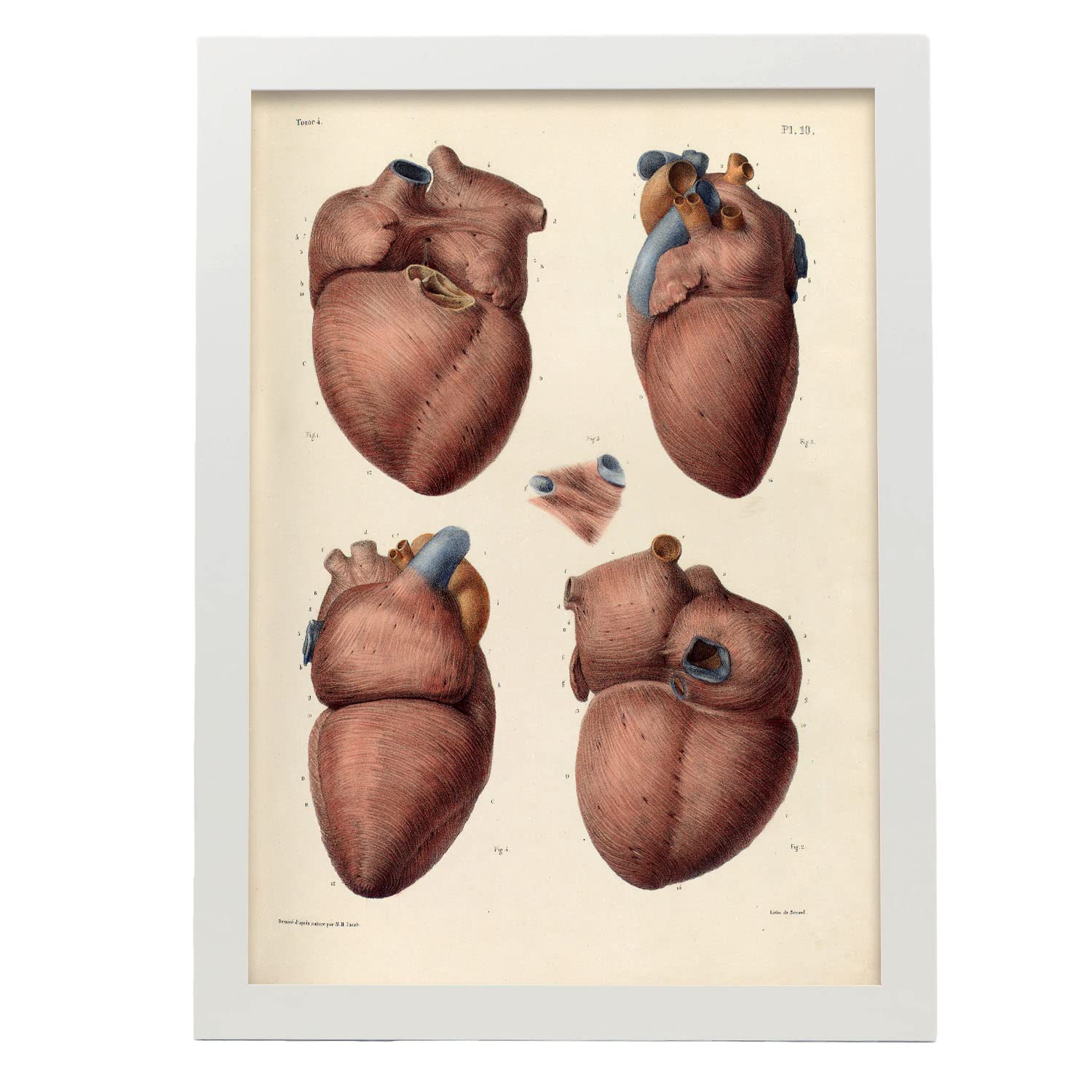 Nacnic póster del músculo miocardio ilustraciones decorativas de anatomía y medicina en estilo vintage diseño y tamaño a3 con marco blanco