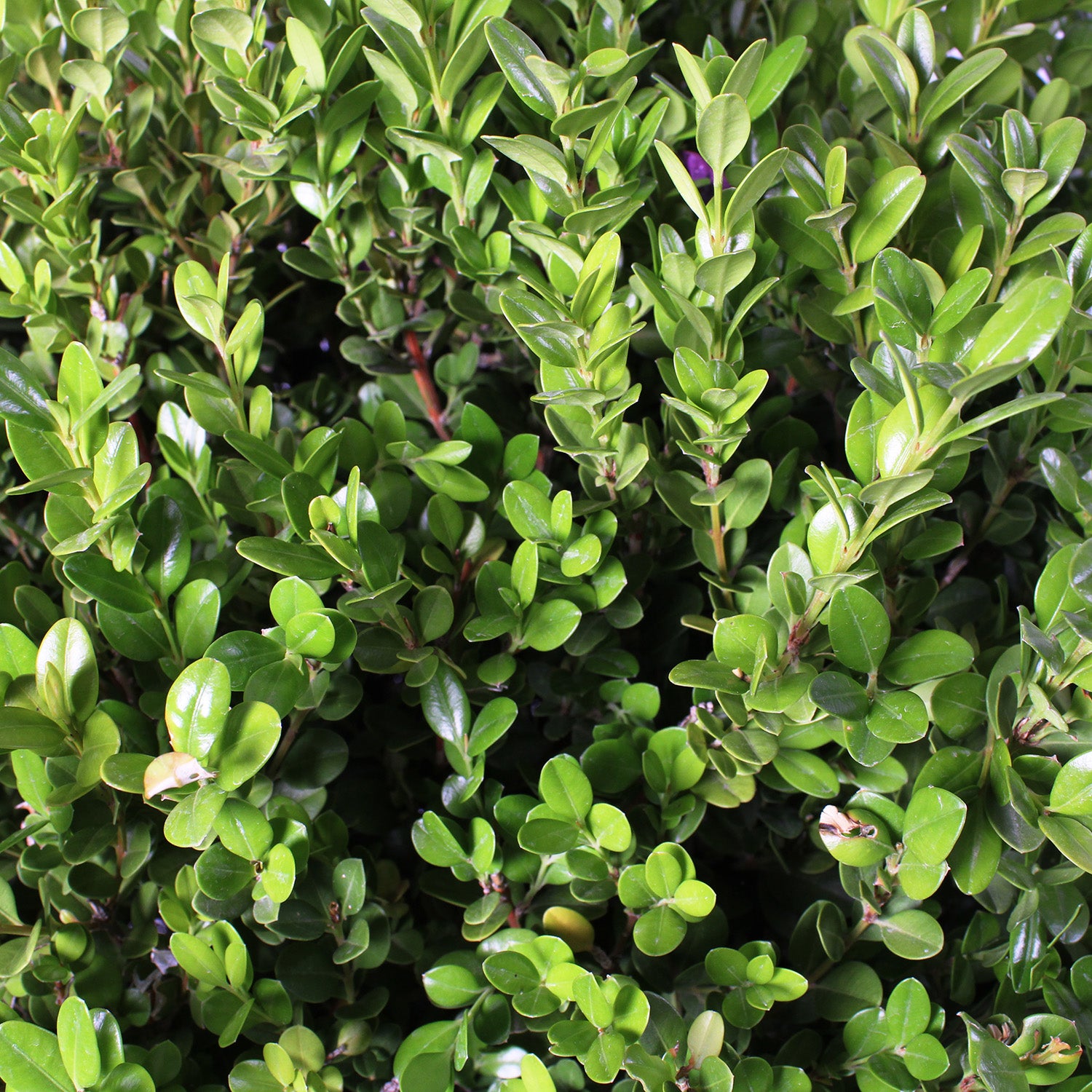 KENTIS - Buis Ornemental en Boule - Buxus Microphylla Faulkner - Plantes d'Extérieur Véritables - H 40/50 cm Sphère Ø 30/35 cm Pot Ø 24 cm - 3