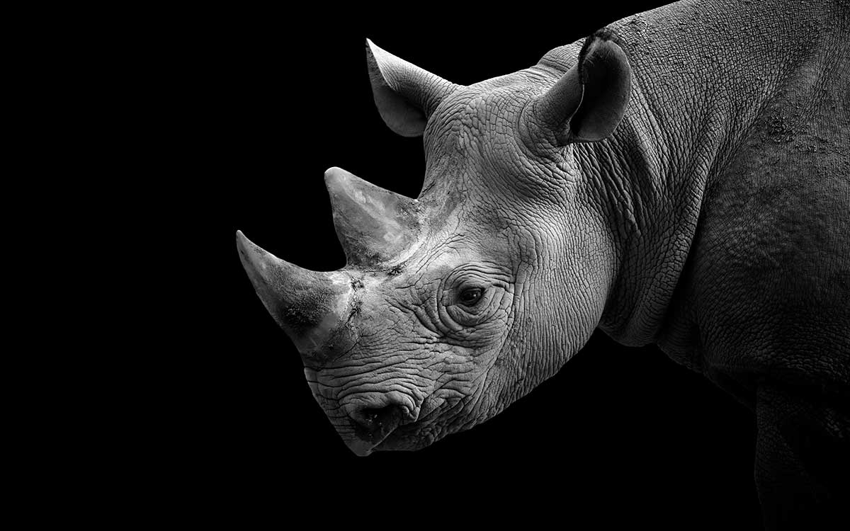 Cuadro retrato de rhino - 80x50cm - made in france