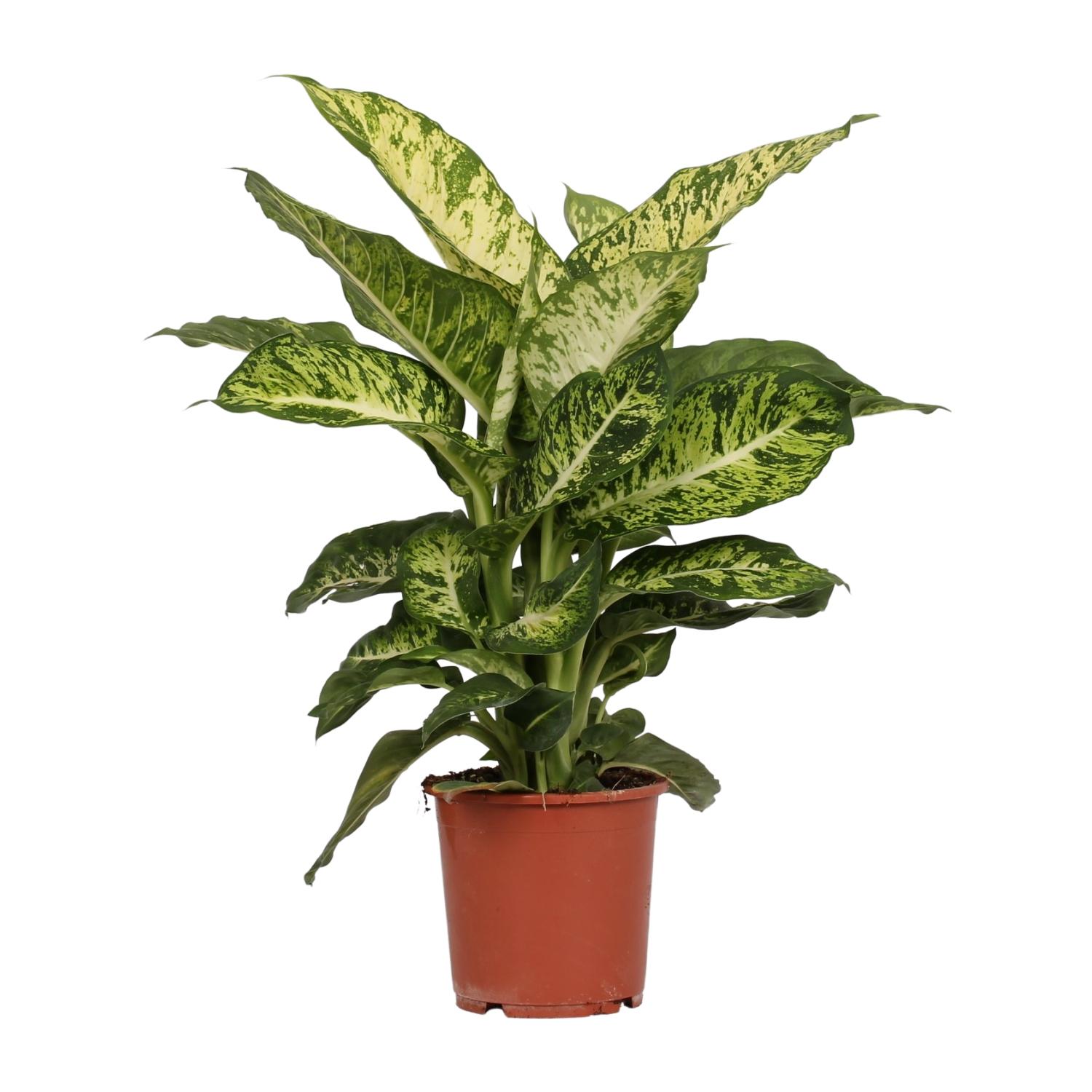 Dieffenbachia Mars - Roślina doniczkowa - 17cm - 50cm