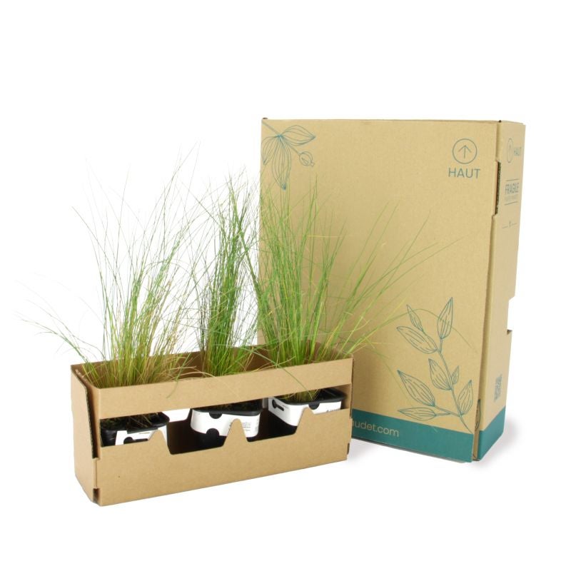 3 Cheveux d'Ange (Stipa Tenuifolia) - Lot de 3 graminées - Pépinières Naudet - 5