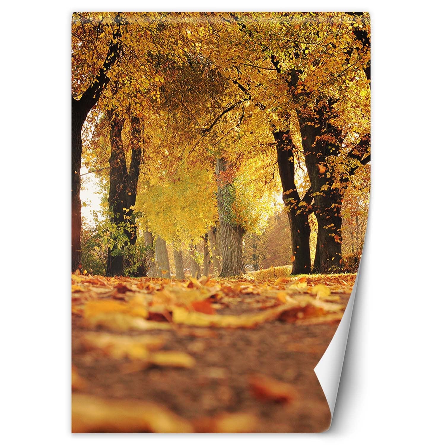 Fototapeta, Złota jesień w parku 100x140