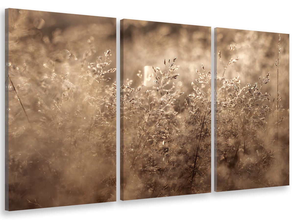 Cuadro tríptica cuadro de fotos hierbas secas en la luz de la mañana - 90x60 cm