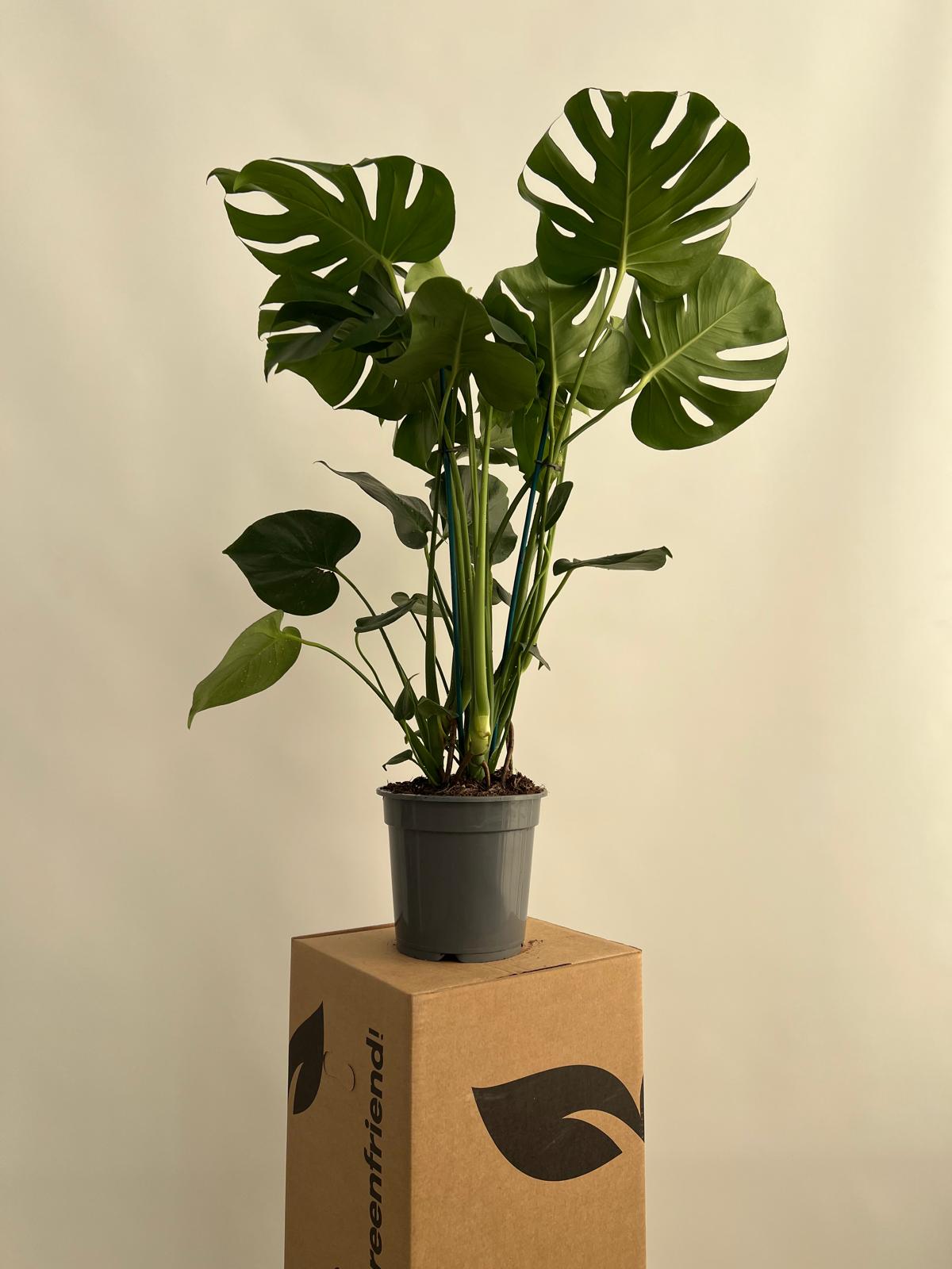Costilla de Adn - Monstera Deliciosa Planta Natural M20 Altura 65-80cm en  Maceta de 20cm de dimetro | Leroy Merlin