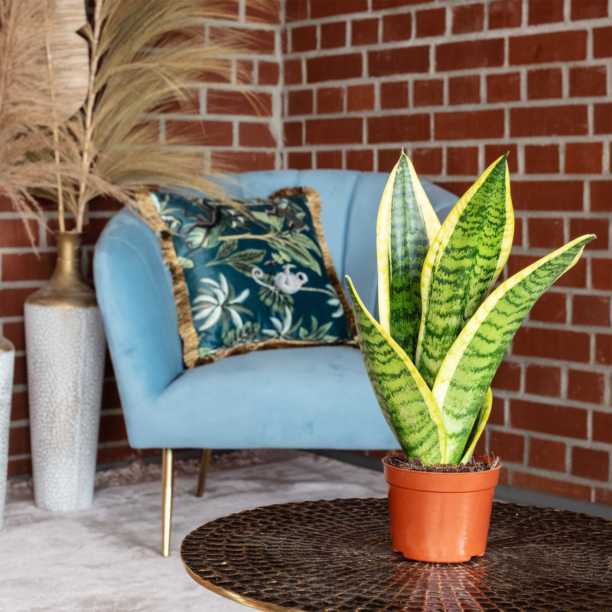 Lingua di suocera - pianta da interno facile da curare, Sansevieria trifasciata Superba - altezza ca. 30 cm, diametro del vaso 9 cm - 2